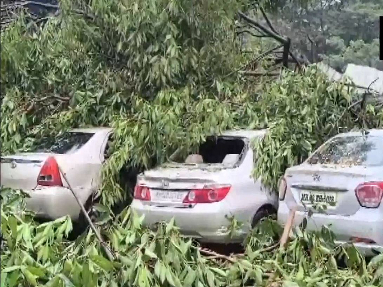 A tree fell on three parked cars in the Bandra area amid heavy rains. (Photo/ANI)