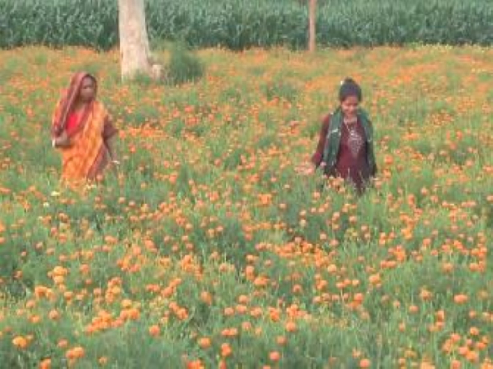 Flower farming (Photo/ANI)