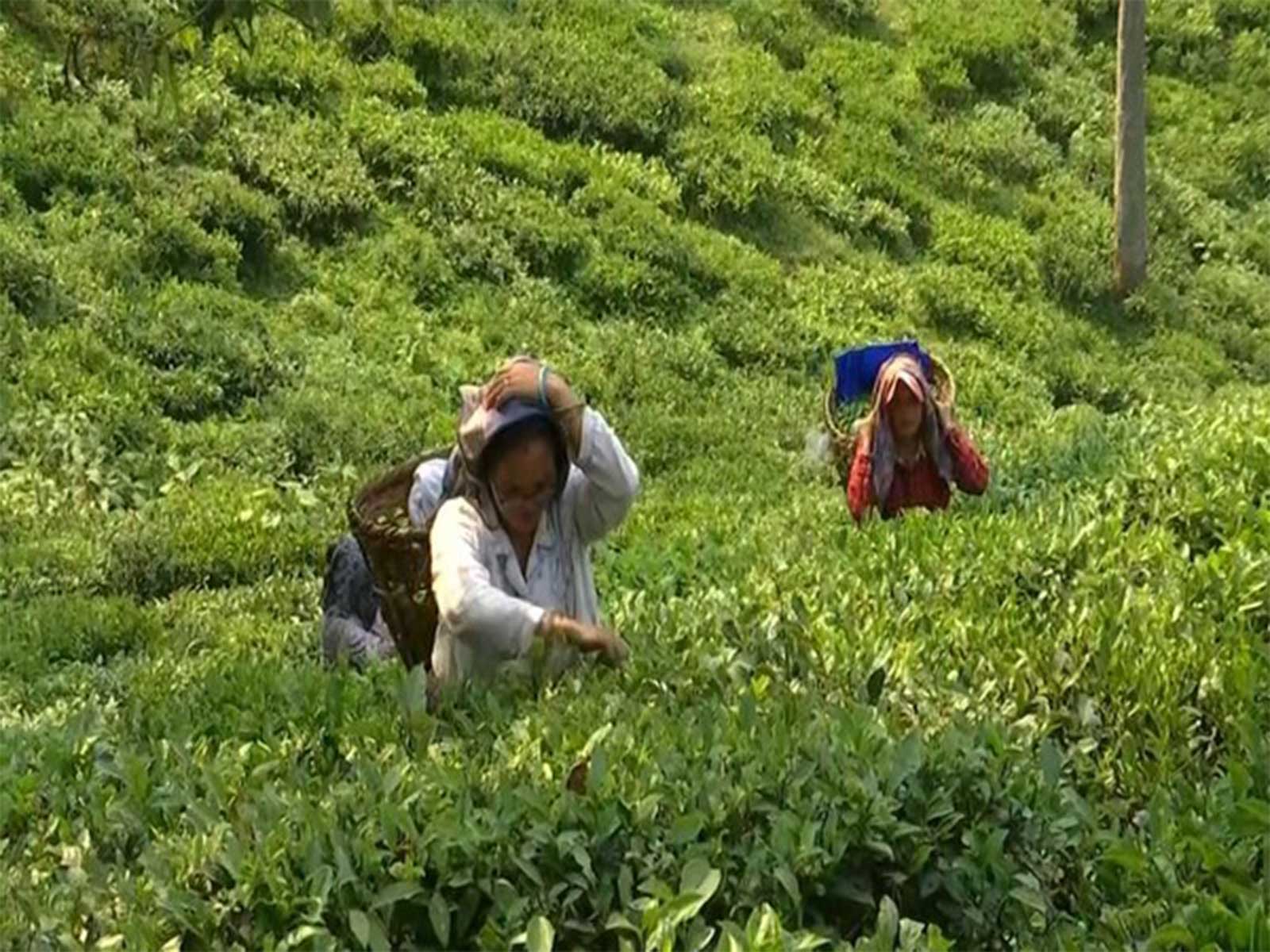 Representative image (File photo/ANI) Representative image (File photo/ANI)