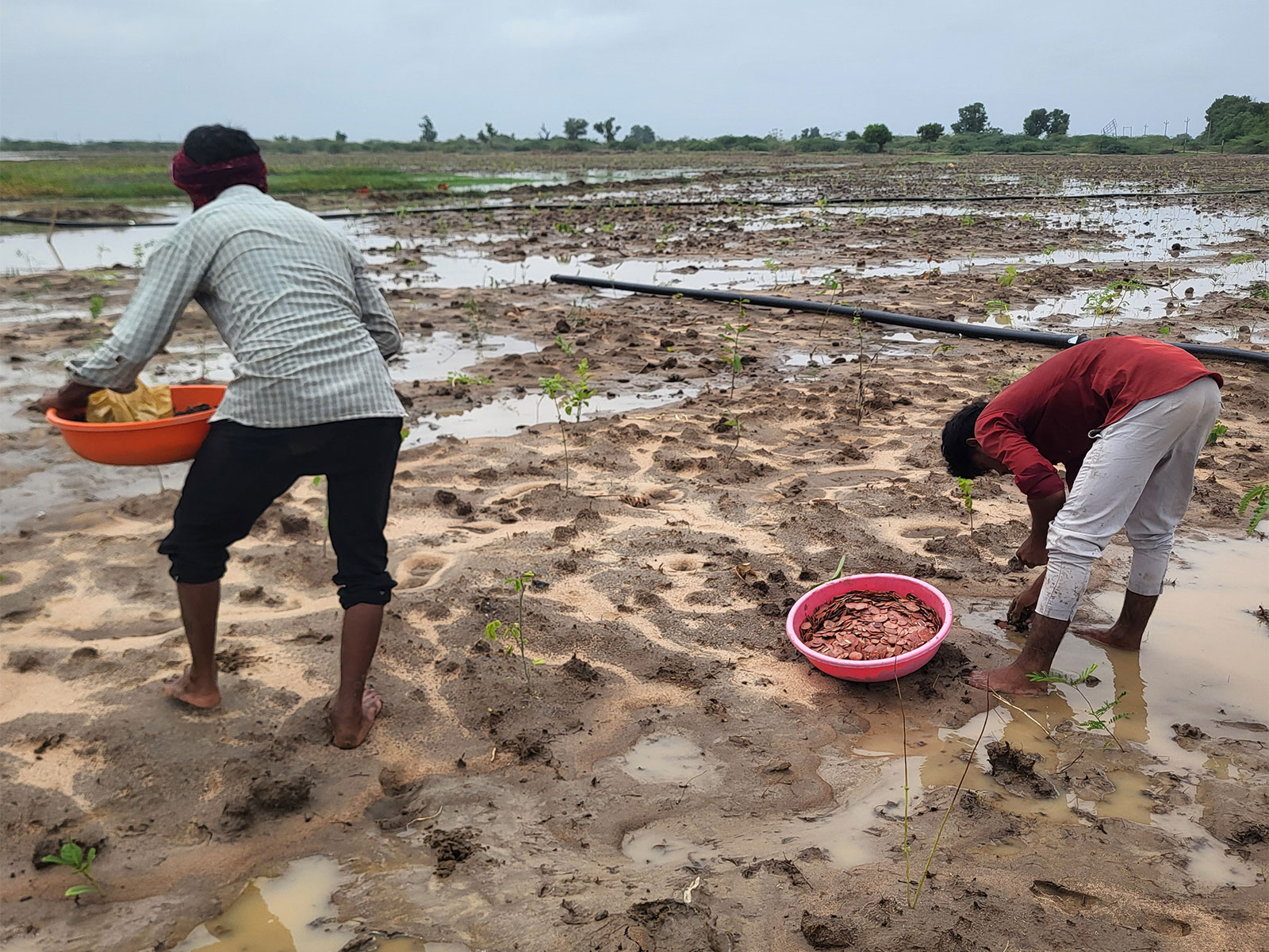 The Gujarat Forest Department has begun transforming the barren tract into a thriving native habitat.(Photo/Gujarat CMO)