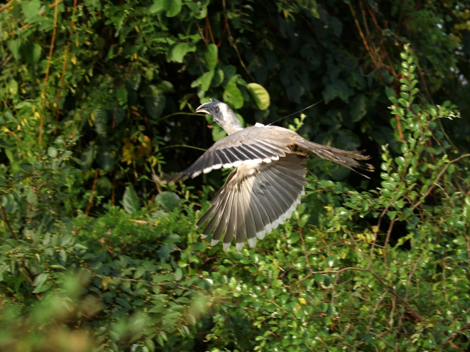 The Indian Grey Hornbill (Photo/CMO)