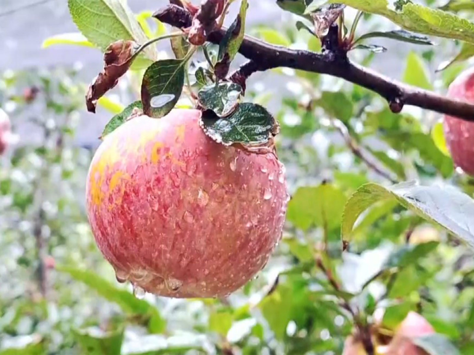 Apples from the orchard (Photo/ANI) Apples from the orchard (Photo/ANI)