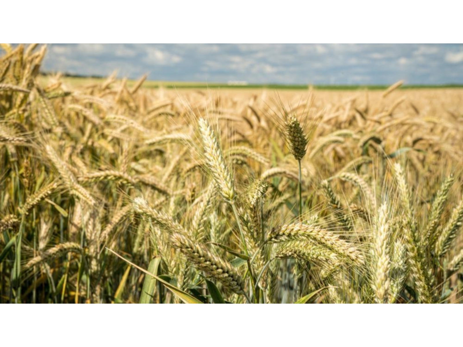 Complete Guide to Wheat Farming: From Sowing to Harvest in Simple Steps