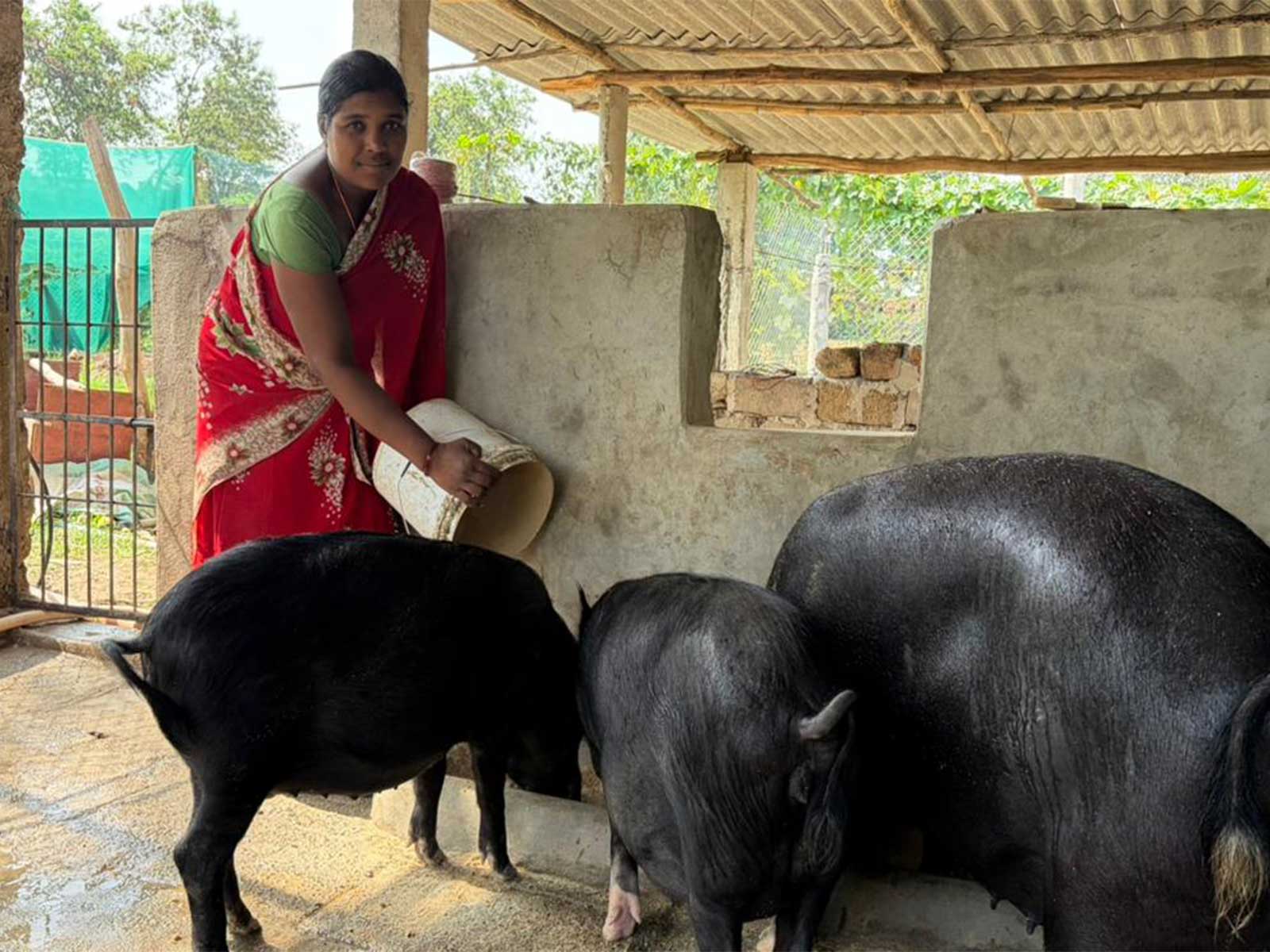 Dilmati, a member of the Maa Durga Women Self-Help Group, who has achieved financial independence through pig farming (Photo/ANI) Dilmati, a member of the Maa Durga Women Self-Help Group, who has achieved financial independence through pig farming (Photo/ANI)