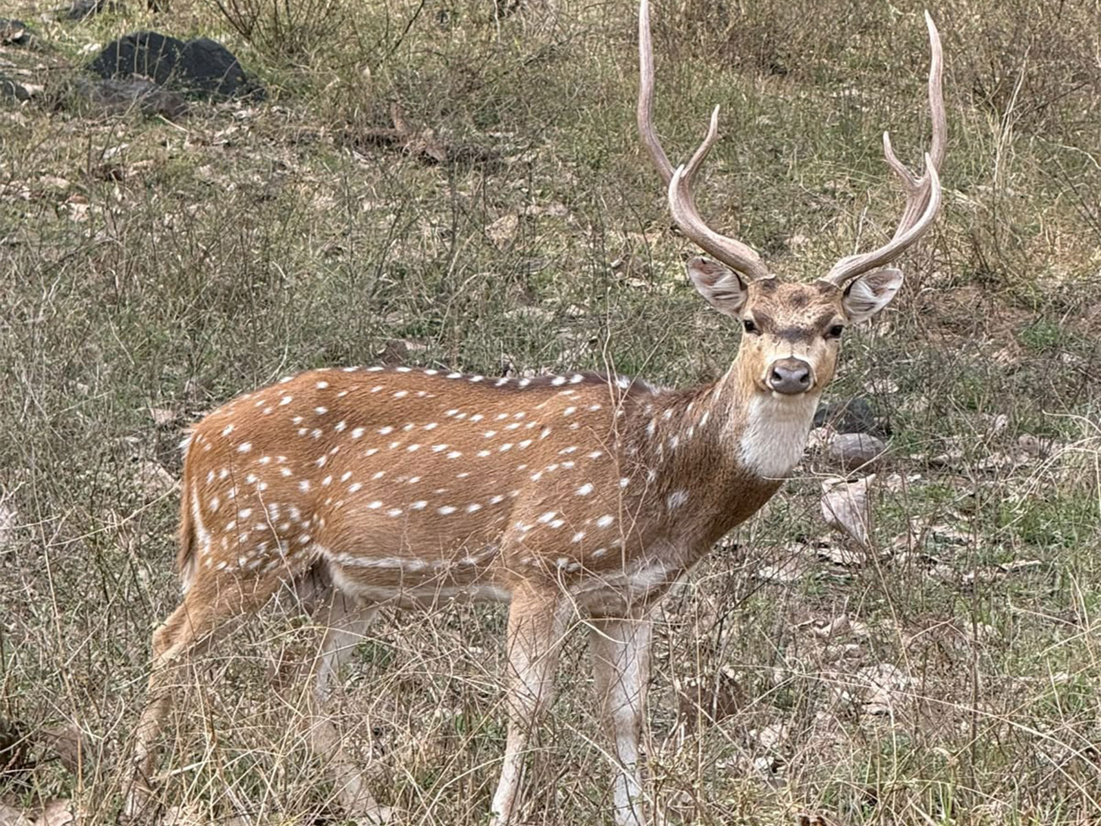 Spotted Deer (Photo/Gujarat CMO)