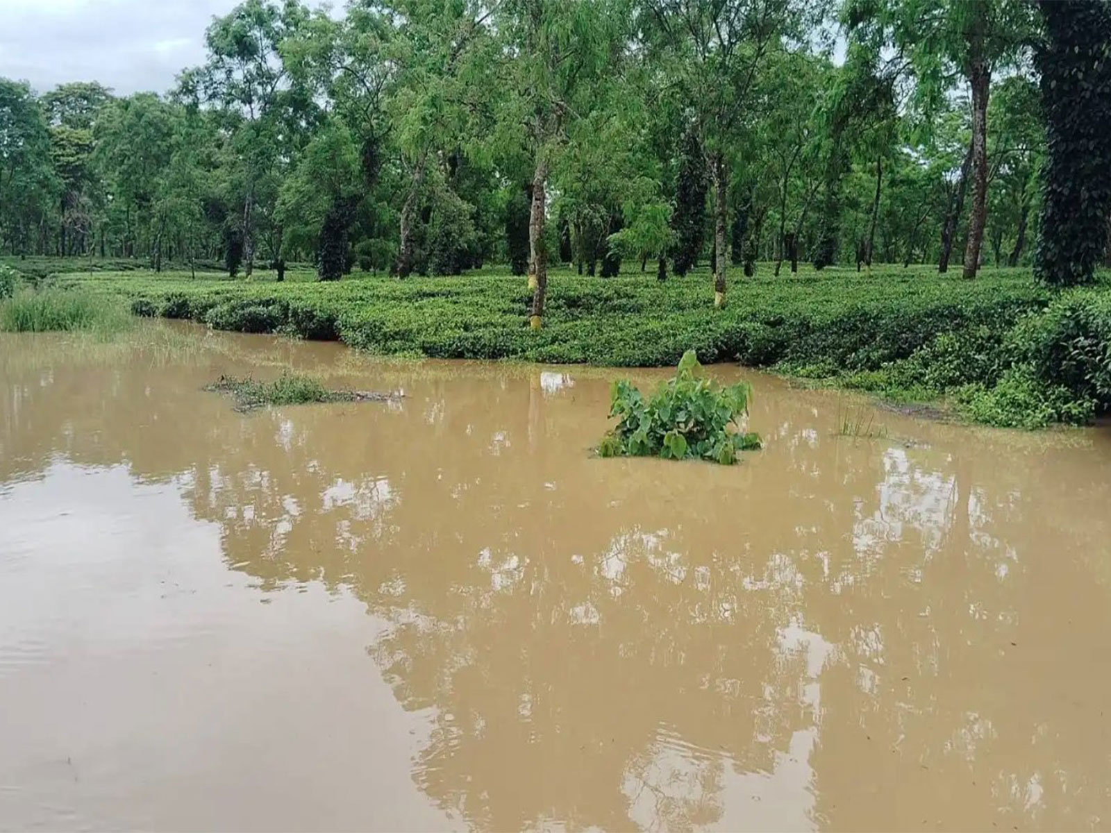 Tea-growing areas in Nazira Sub-Division in Sivasagar in Assam after floods (Photo/Tea Association of India) Tea-growing areas in Nazira Sub-Division in Sivasagar in Assam after floods (Photo/Tea Association of India)