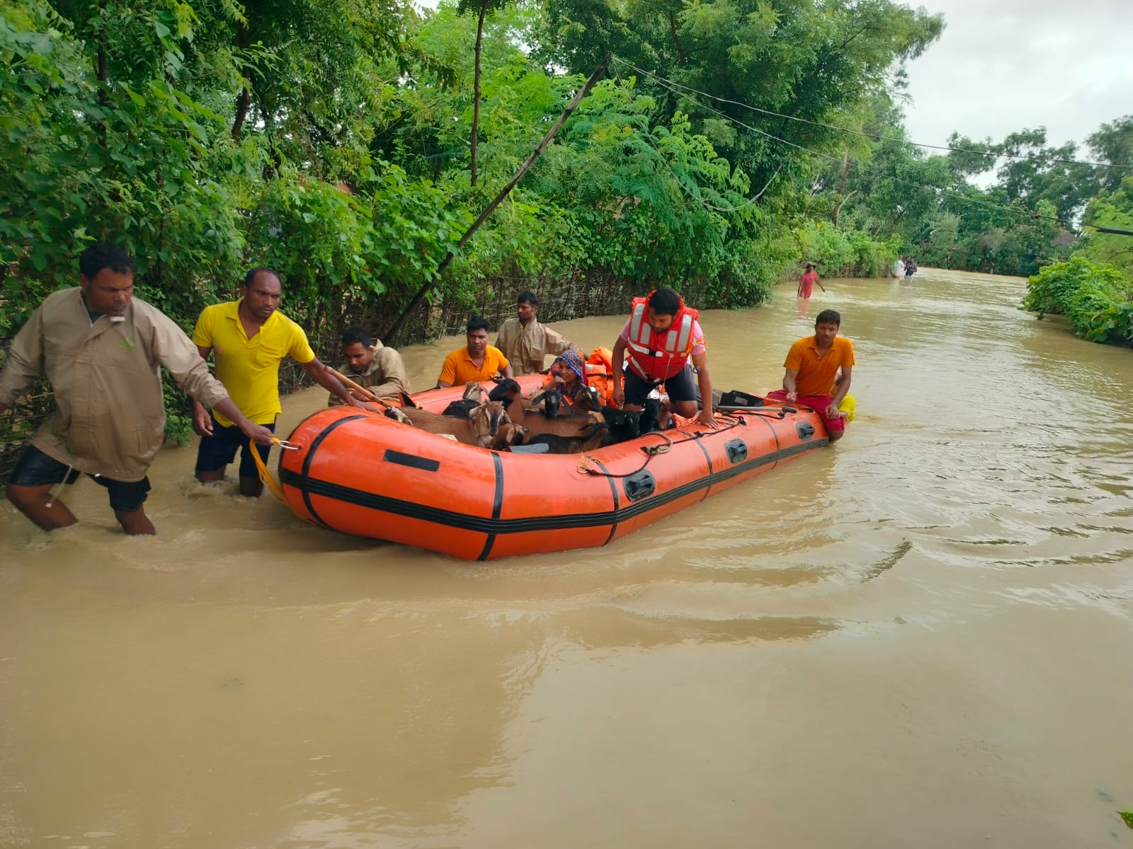 ODRAF and NDRF teams engage in safe evacuation of livestock (Photo/ANI) ODRAF and NDRF teams engage in safe evacuation of livestock (Photo/ANI)