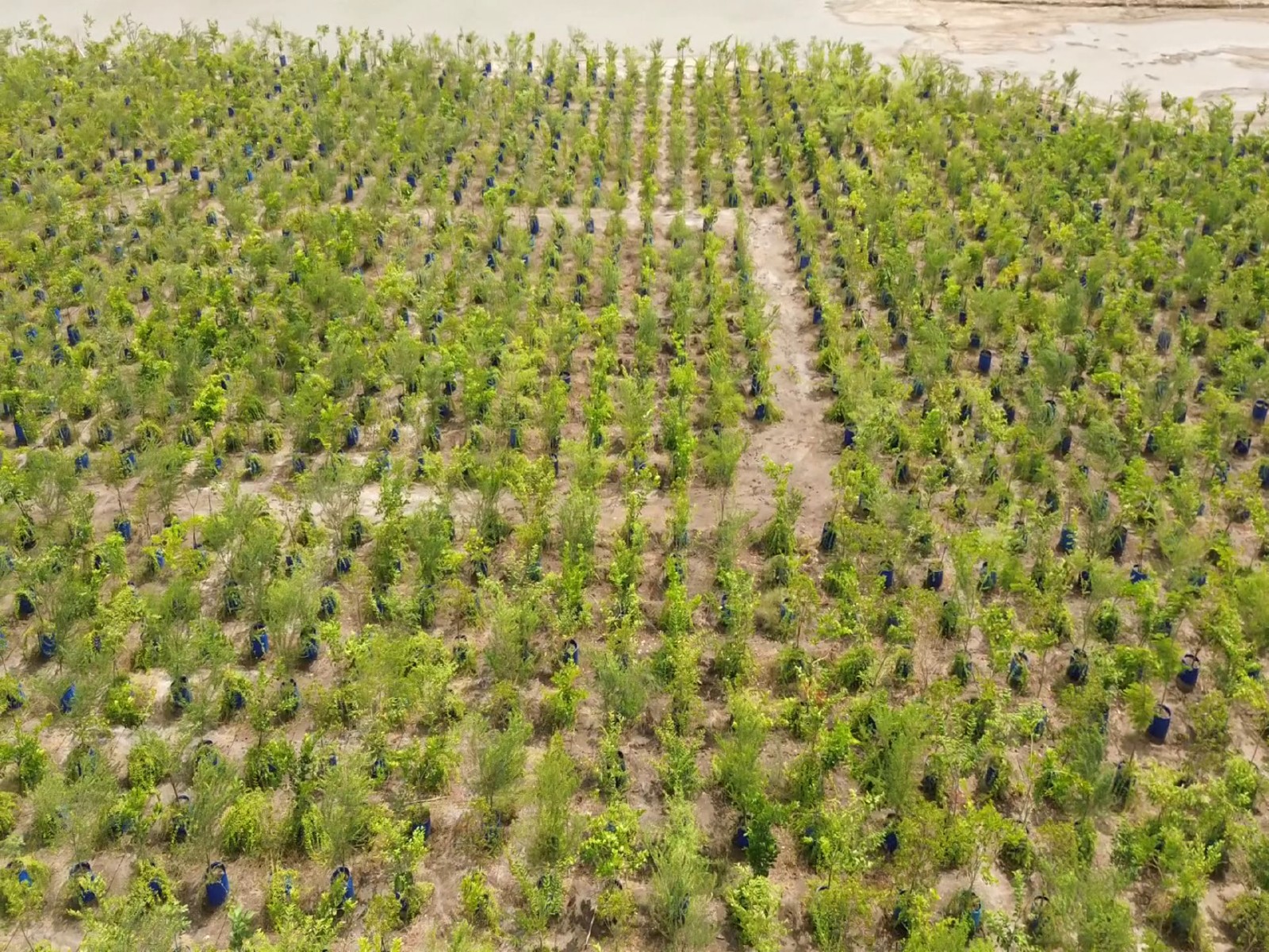 Gujarat’s Dholera Green Revolution (Photo/ANI)