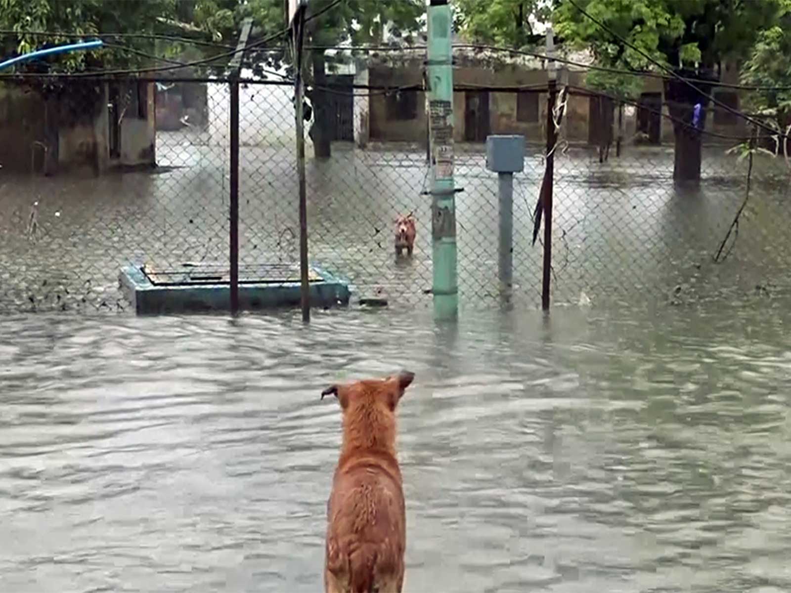 A view of waterlogged area in Surat (Photo/ANI) A view of waterlogged area in Surat (Photo/ANI)