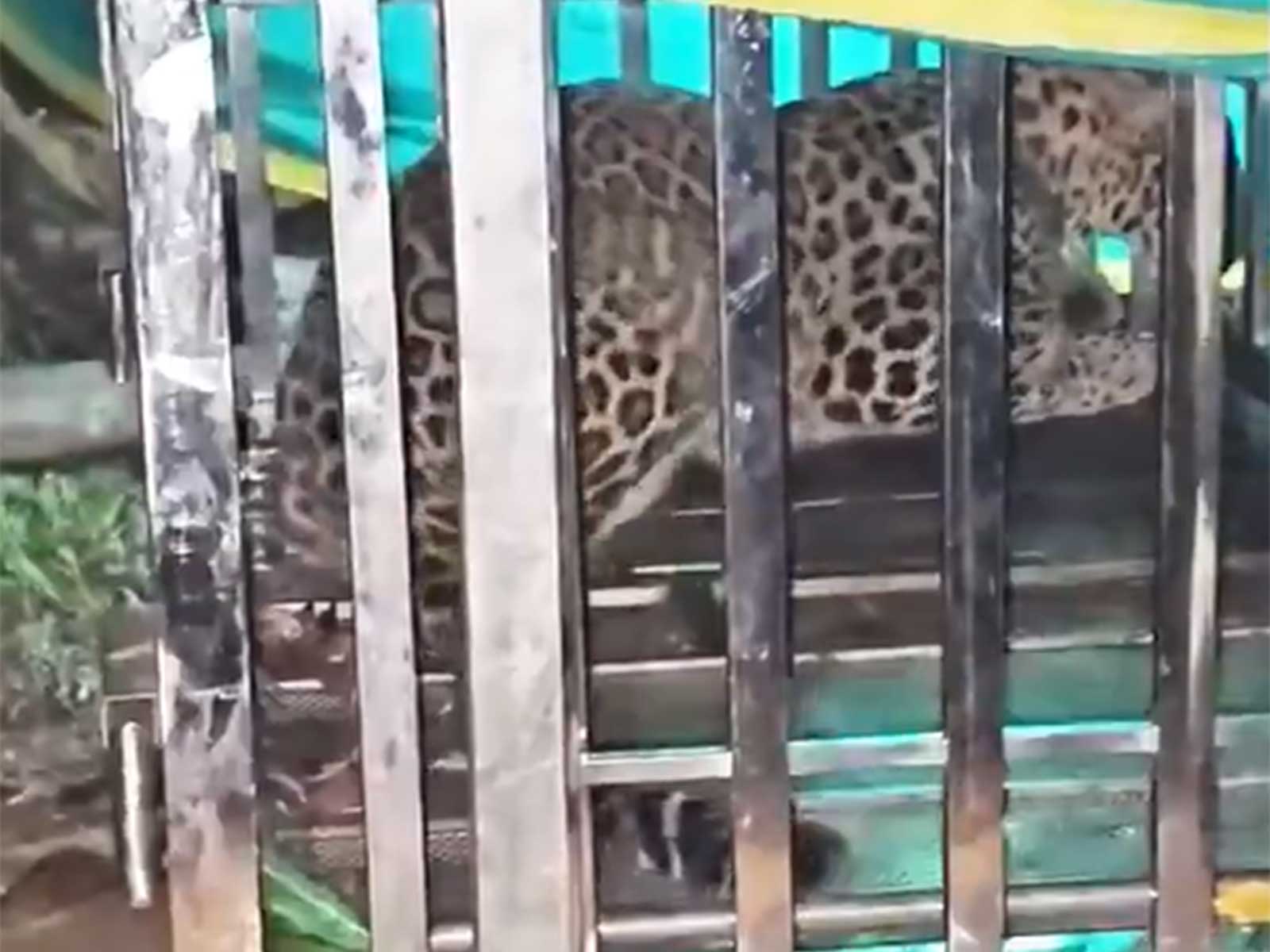 Leopard captured by the forest department (Photo/ANI) Leopard captured by the forest department (Photo/ANI)