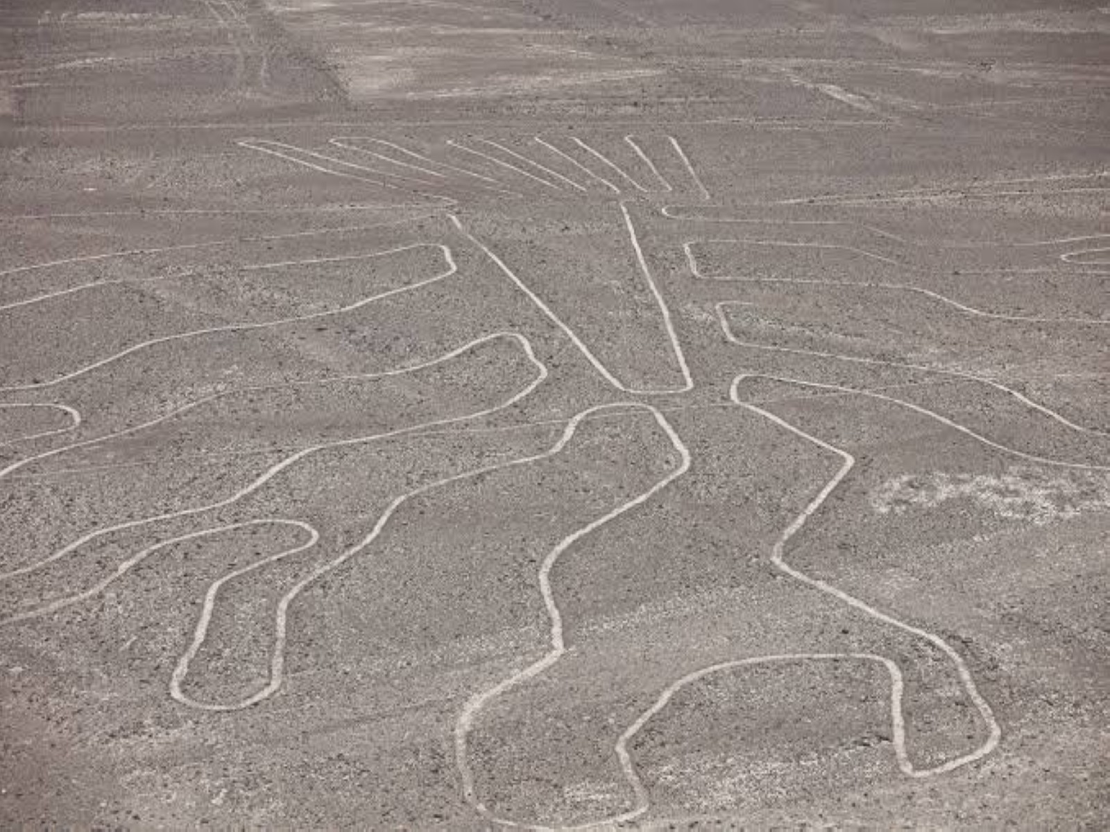 A drone view of a tree-shaped geoglyph at the Nazca Lines archaeological site in Nazca, Peru. (Photo/Reuters) A drone view of a tree-shaped geoglyph at the Nazca Lines archaeological site in Nazca, Peru. (Photo/Reuters)