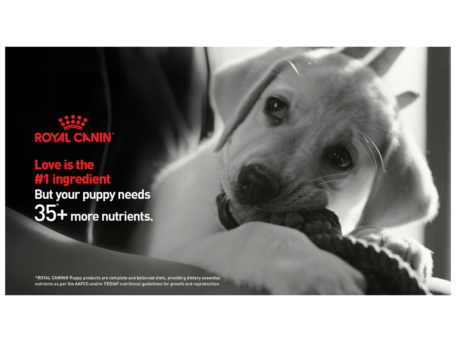 Royal Canin urges pet owners to look beyond home-cooked meals with the launch of their new brand campaign Royal Canin urges pet owners to look beyond home-cooked meals with the launch of their new brand campaign