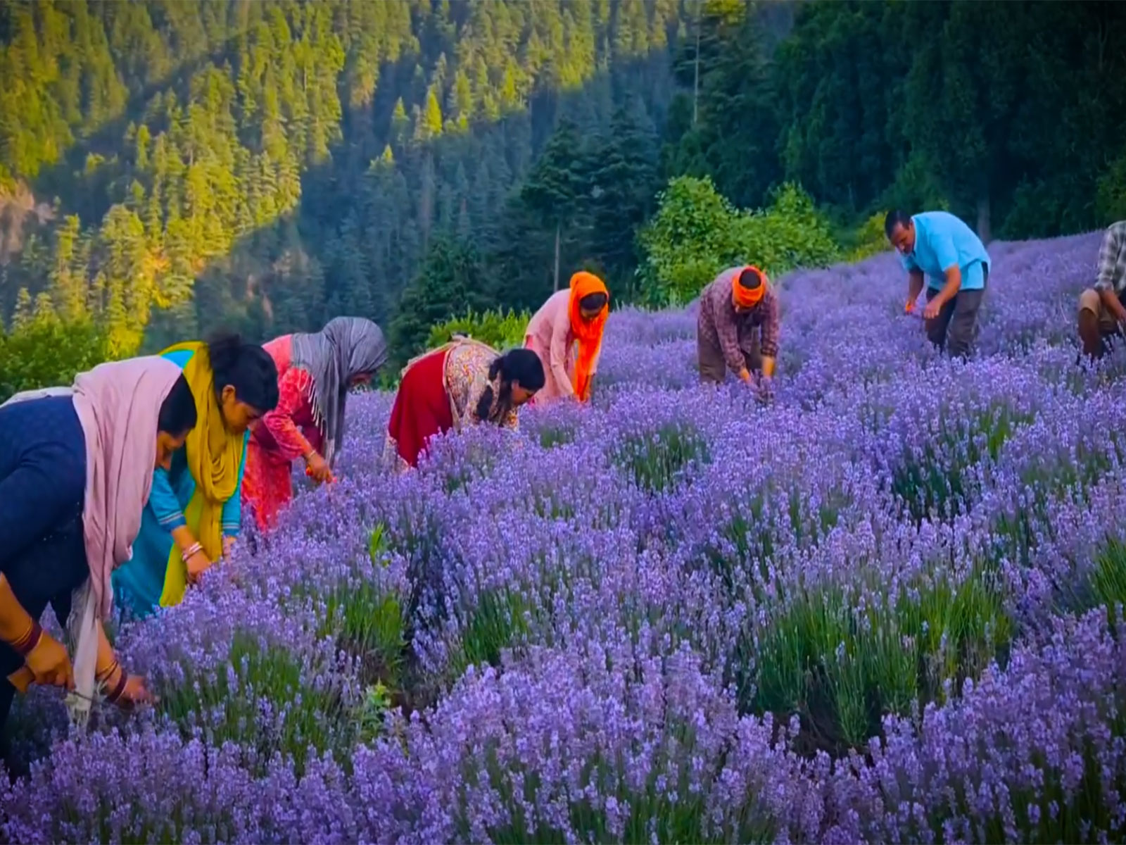 Horticulture remains one of the strongest pillars of the Union Territory's economy (Photo/ANI) Horticulture remains one of the strongest pillars of the Union Territory's economy (Photo/ANI)