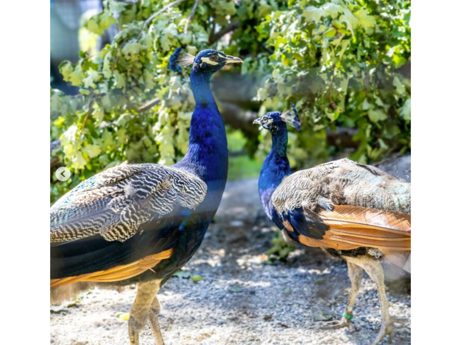 Peacocks gifted by India at UN Geneva (Photo/X@UNGeneva) Peacocks gifted by India at UN Geneva (Photo/X@UNGeneva)