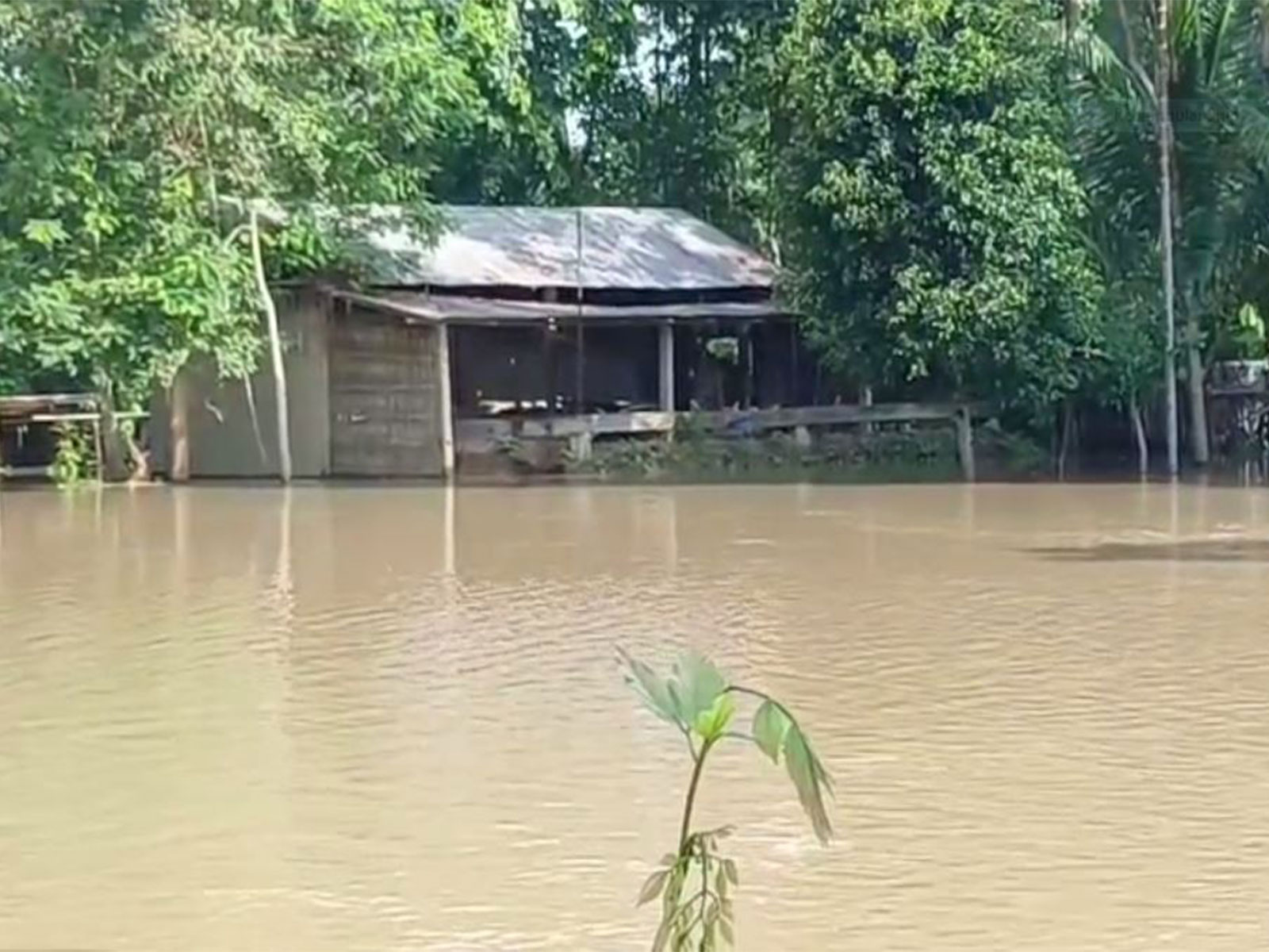 Flood situation worsens in Golaghat (Photo/ANI)