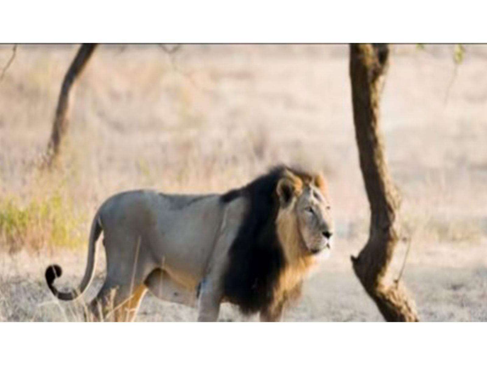 World Lion Day (Image source: X/@byadavbjp) World Lion Day (Image source: X/@byadavbjp)