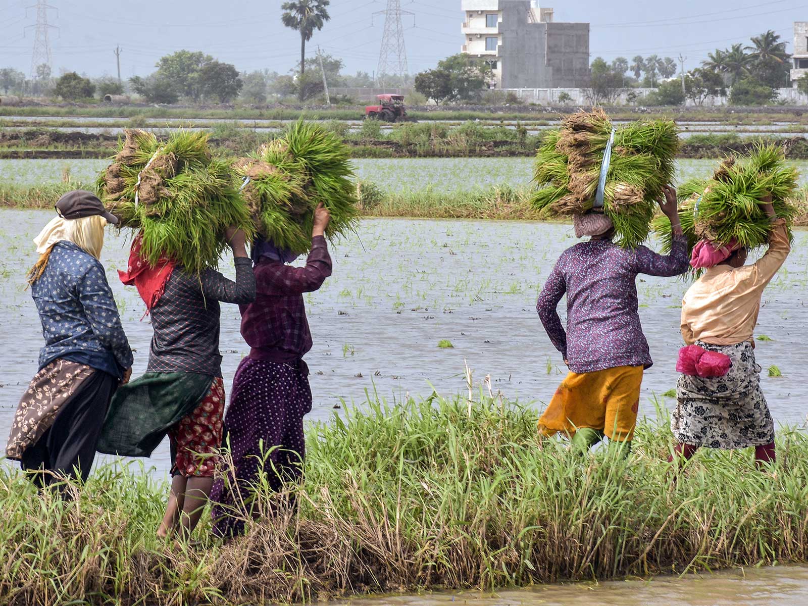 Farmers carry paddy saplings (File Photo/ANI) Farmers carry paddy saplings (File Photo/ANI)
