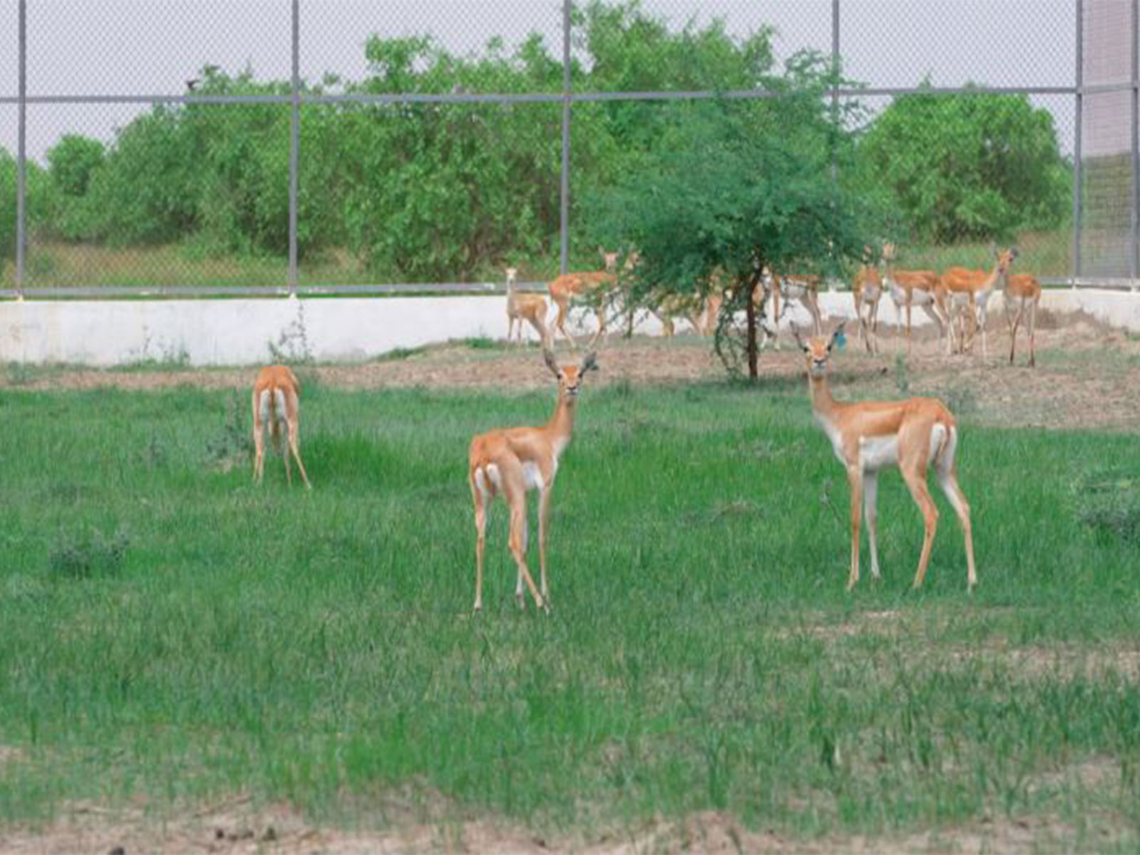 20 blackbucks released into Banni Grasslands of Kutch (Photo/ANI)
