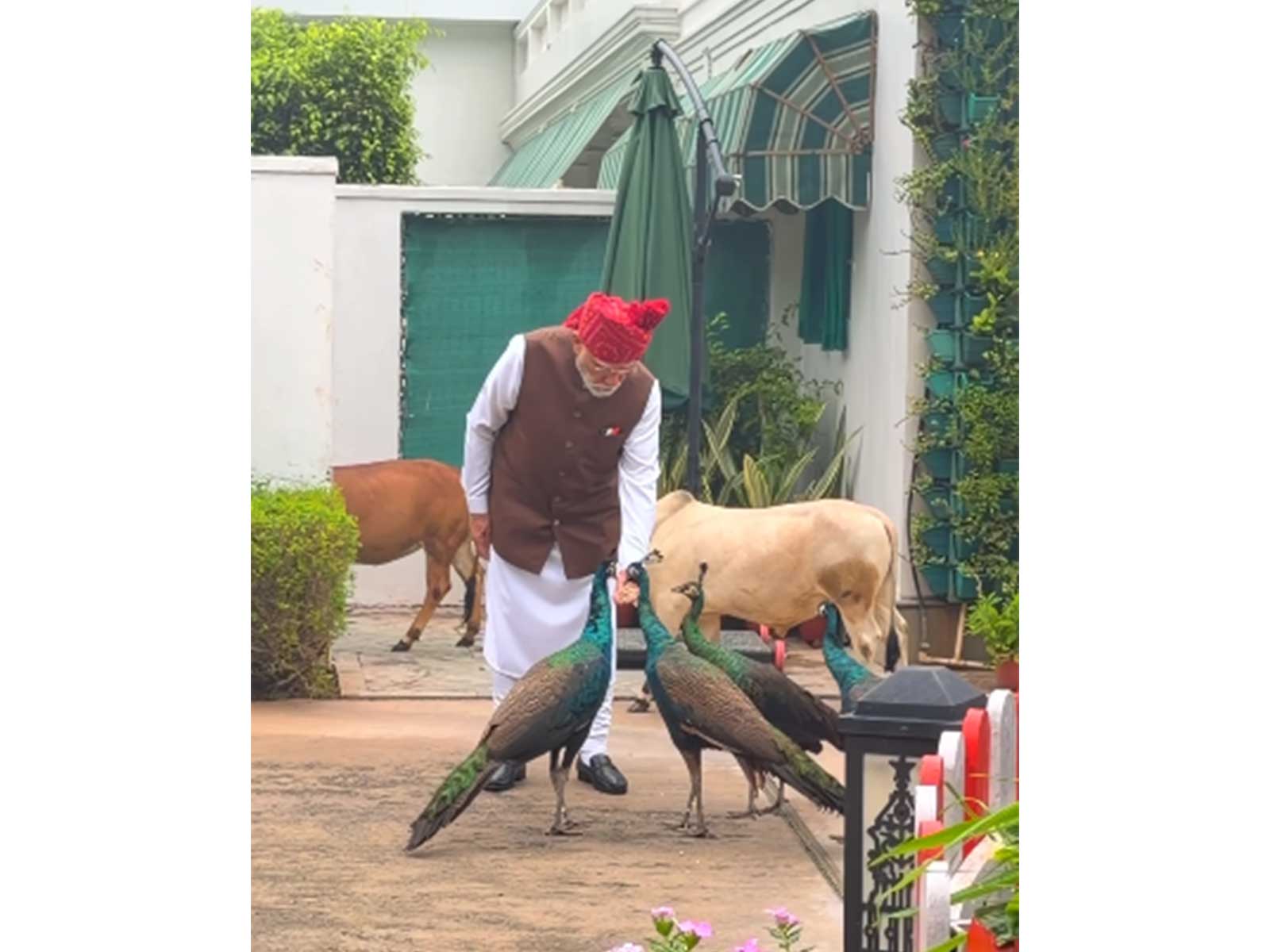 PM Modi feeds his animal friends before leaving for the Red Fort on Independence Day.  (Photo: @narendramodi/ instagram)