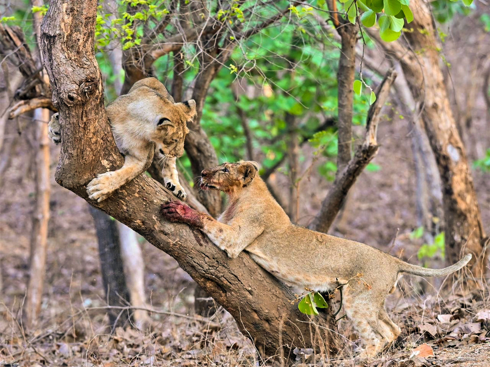 Lions playfully climbing tree in Gir National Park (File Photo/ANI)