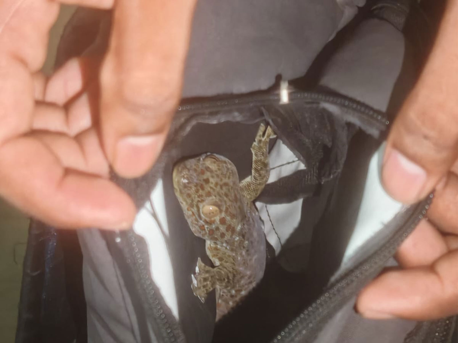 Forest officials rescued a Tokay Gecko (Photo/ANI) Forest officials rescued a Tokay Gecko (Photo/ANI)