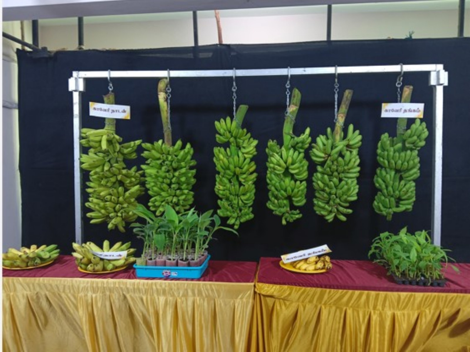 NRCB has launched two new banana varieties on 33rd Foundation Day (Photo/NRCB) NRCB has launched two new banana varieties on 33rd Foundation Day (Photo/NRCB)