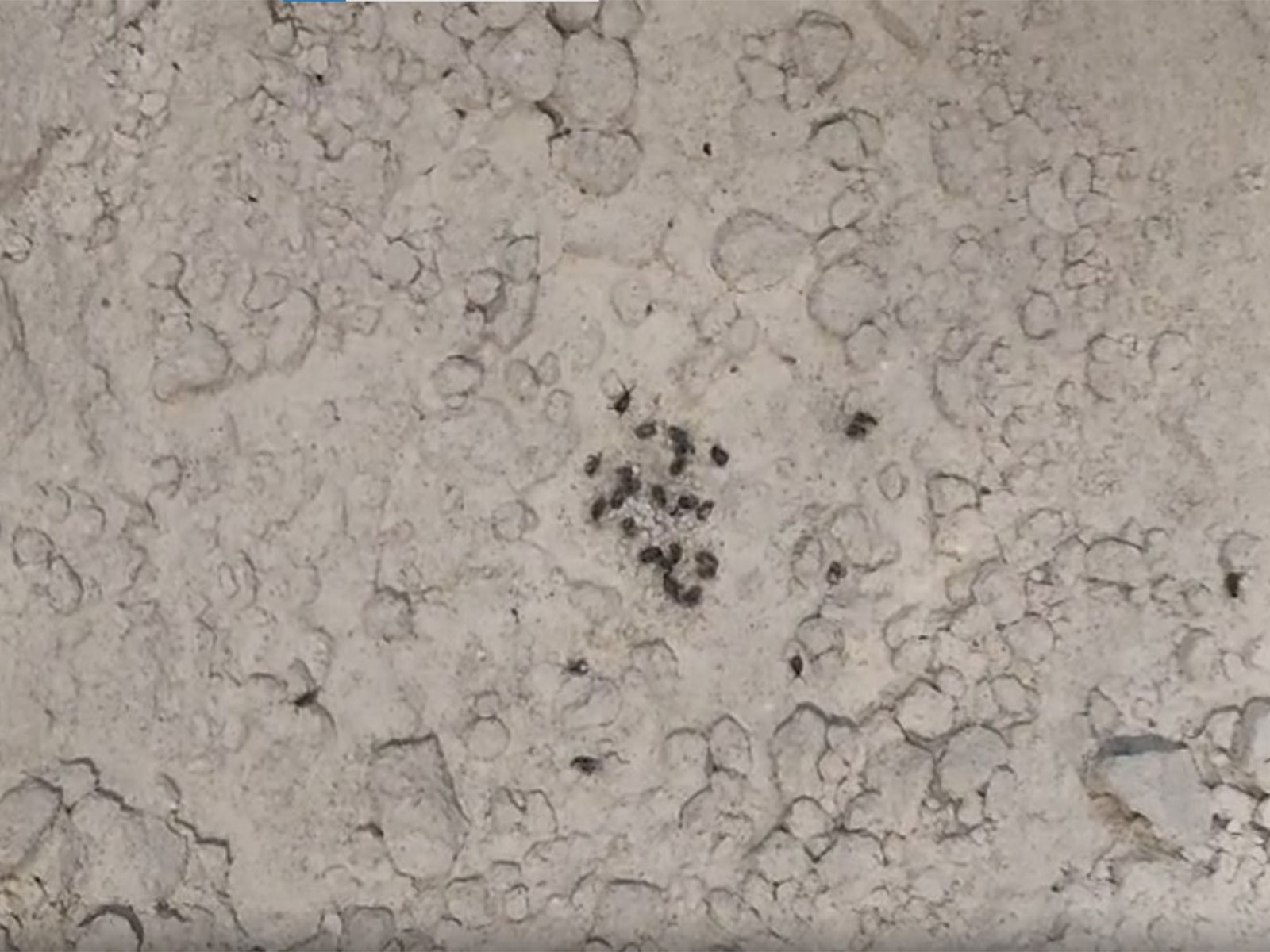 Cockroaches found in flour (Photo/ANI) Cockroaches found in flour (Photo/ANI)