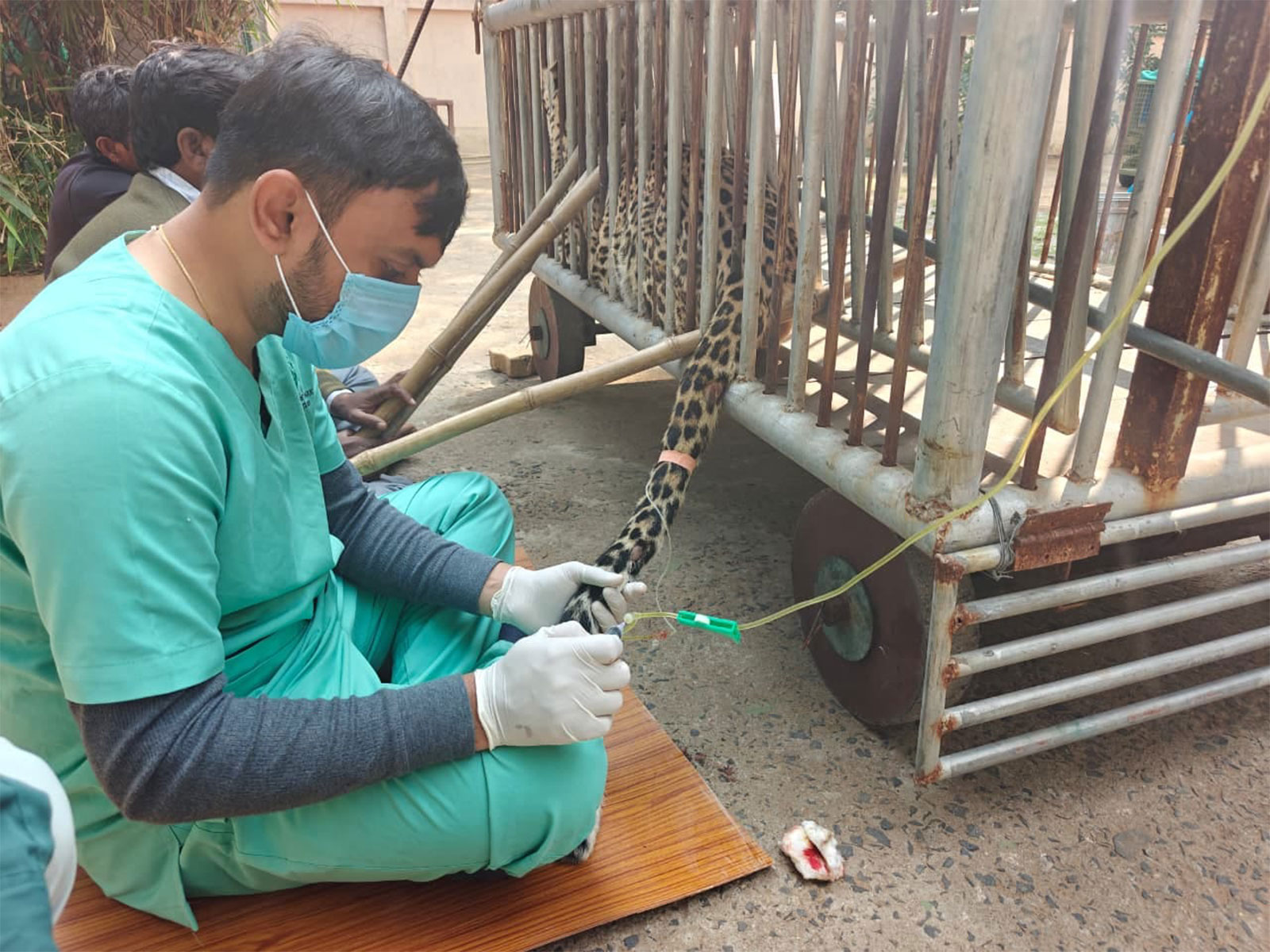A paralyzed leopard made a remarkable recovery at the GEER Foundation (Photo/ @CMOGujarat)