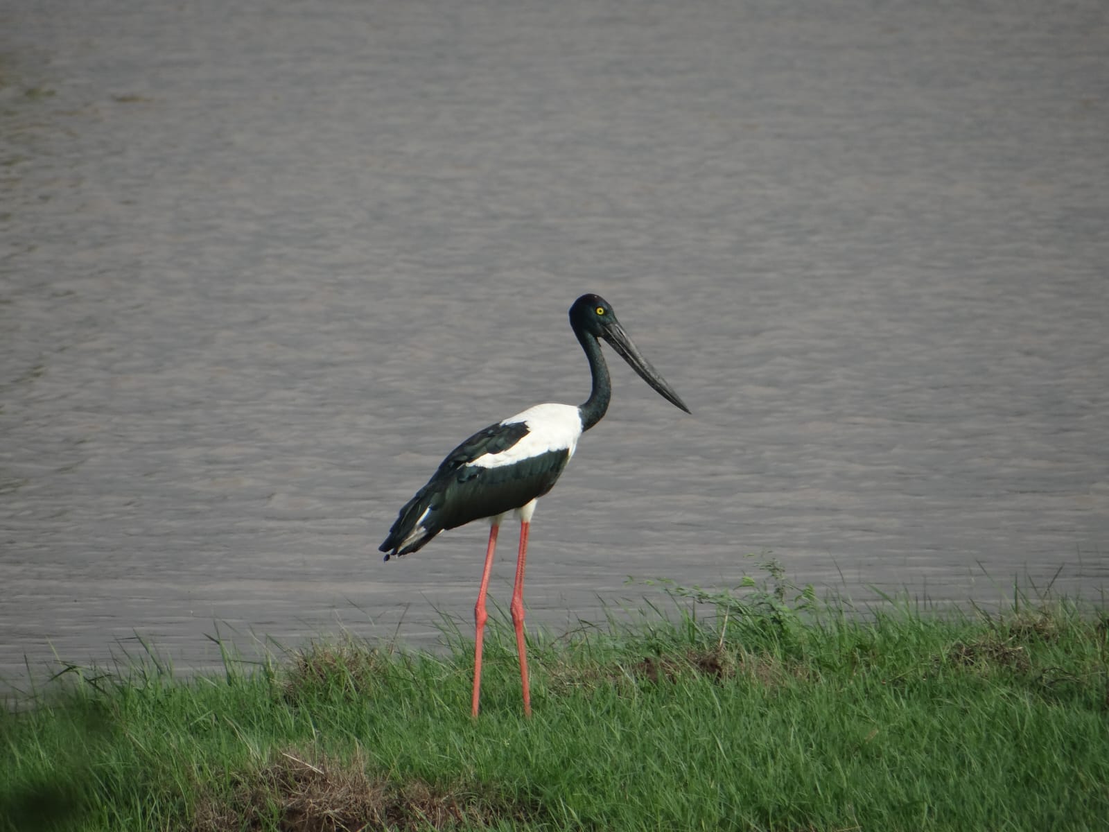 Khijadiya Bird Sanctuary emerges as stronghold for Black-necked Stork breeding&hellip;