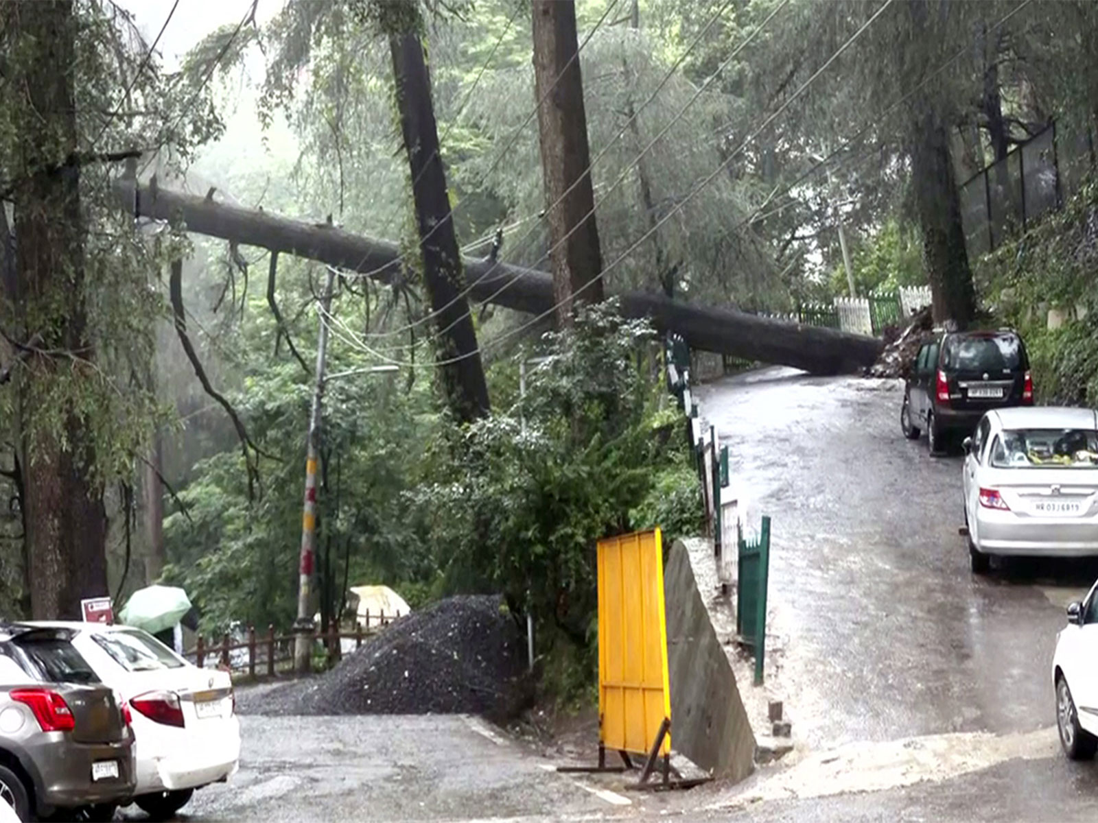 A view of an uprooted tree following a heavy rainfall in Shimla (Photo/ANI)