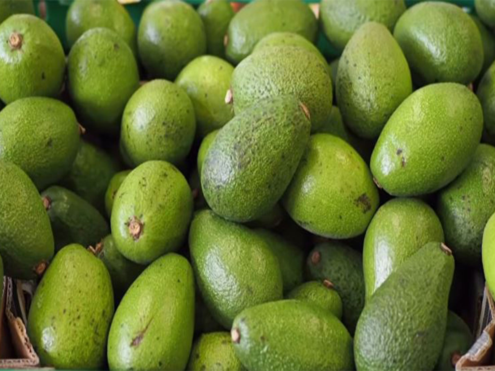 Avacado fruits (Photo: YouTube/NarendraModi) Avacado fruits (Photo: YouTube/NarendraModi)