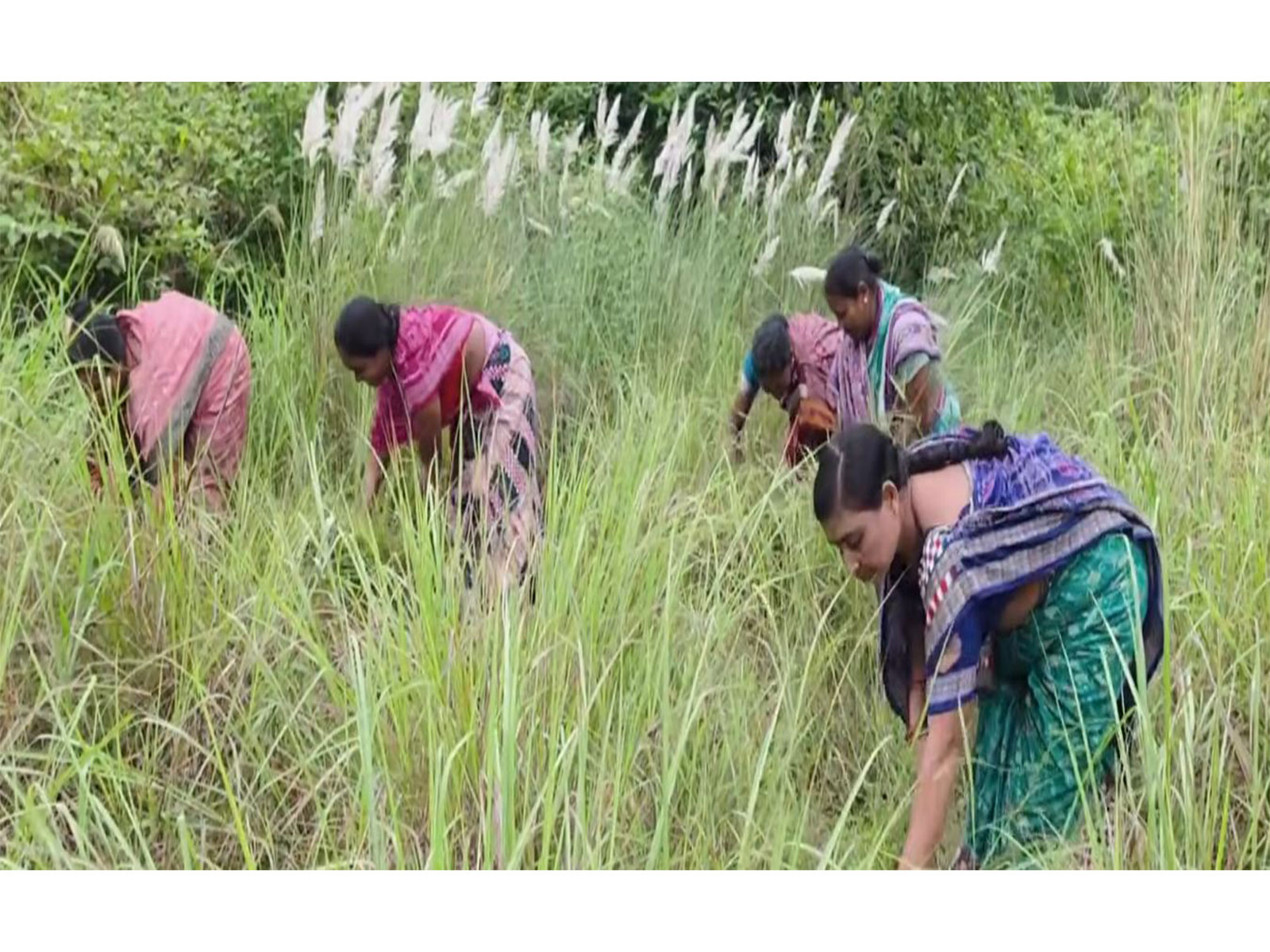 Maithili Bhue and other women engaged in forest conservation and livelihood activities in Odisha's Debrigarh region (Photo: YouTube/NarendraModi)
