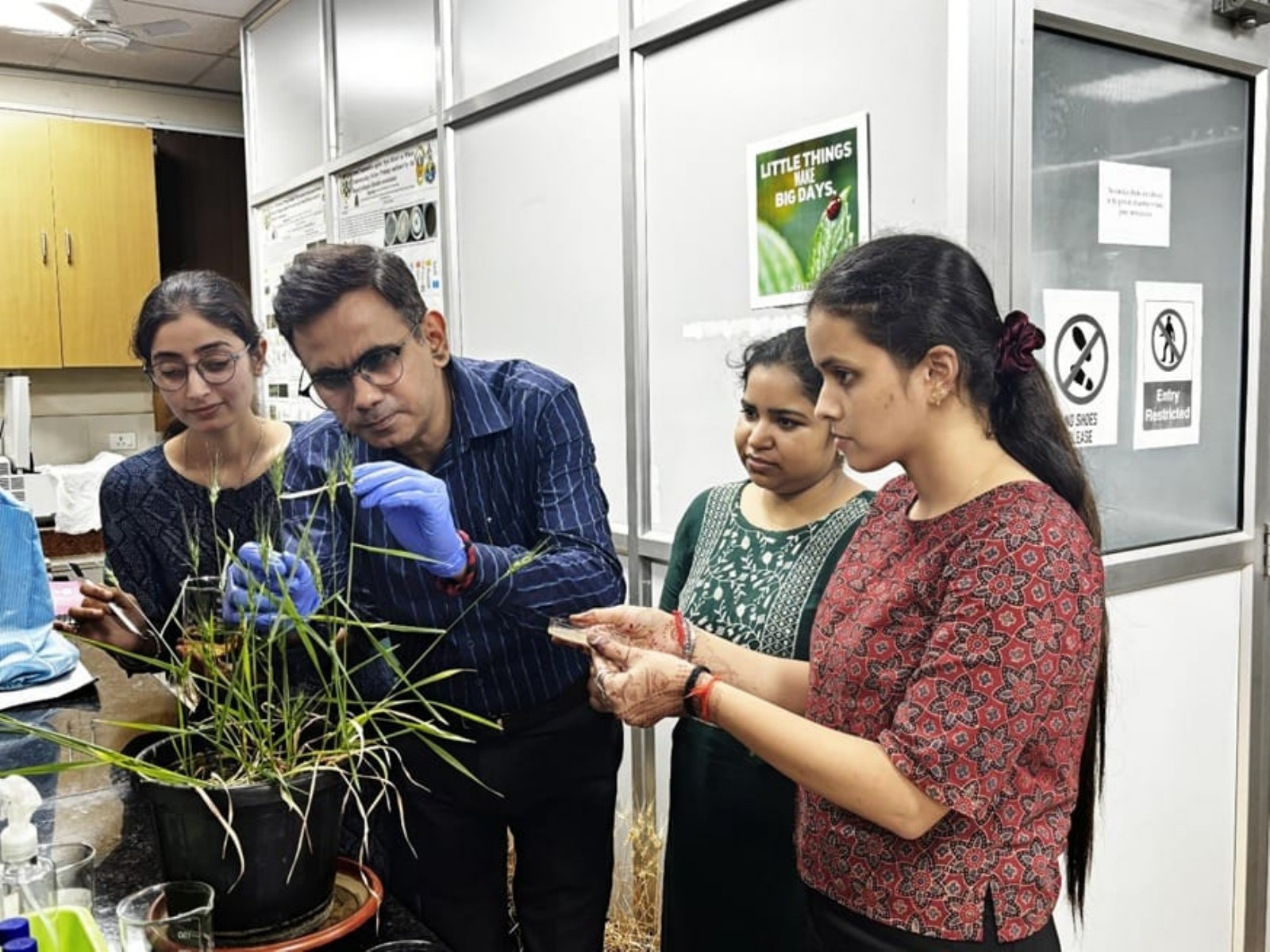 BHU scientists discover soil bacteria solution to protect wheat crop (Photo/BHU) BHU scientists discover soil bacteria solution to protect wheat crop (Photo/BHU)