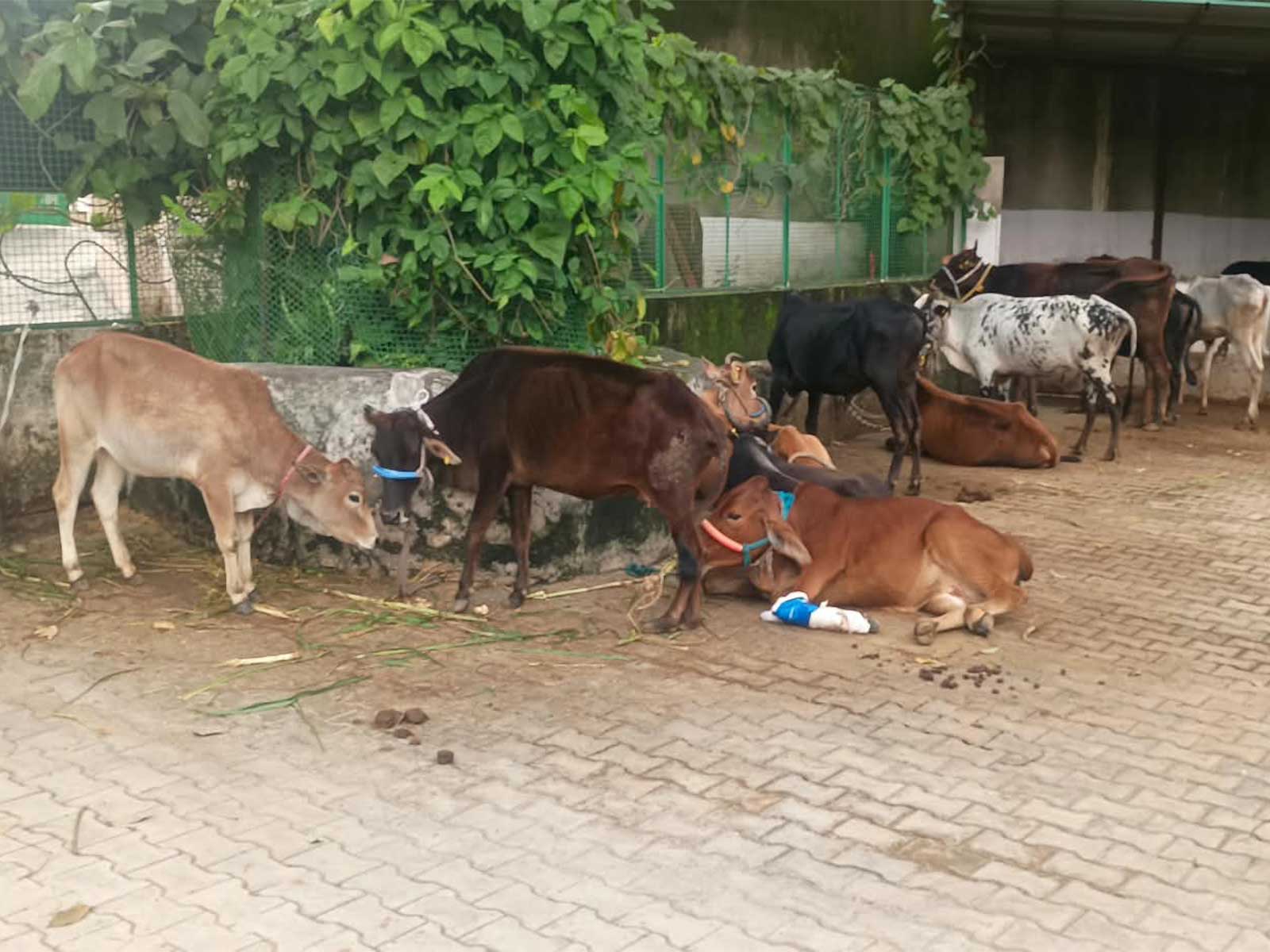 Gaushala in Parwanoo (Photo/ANI)