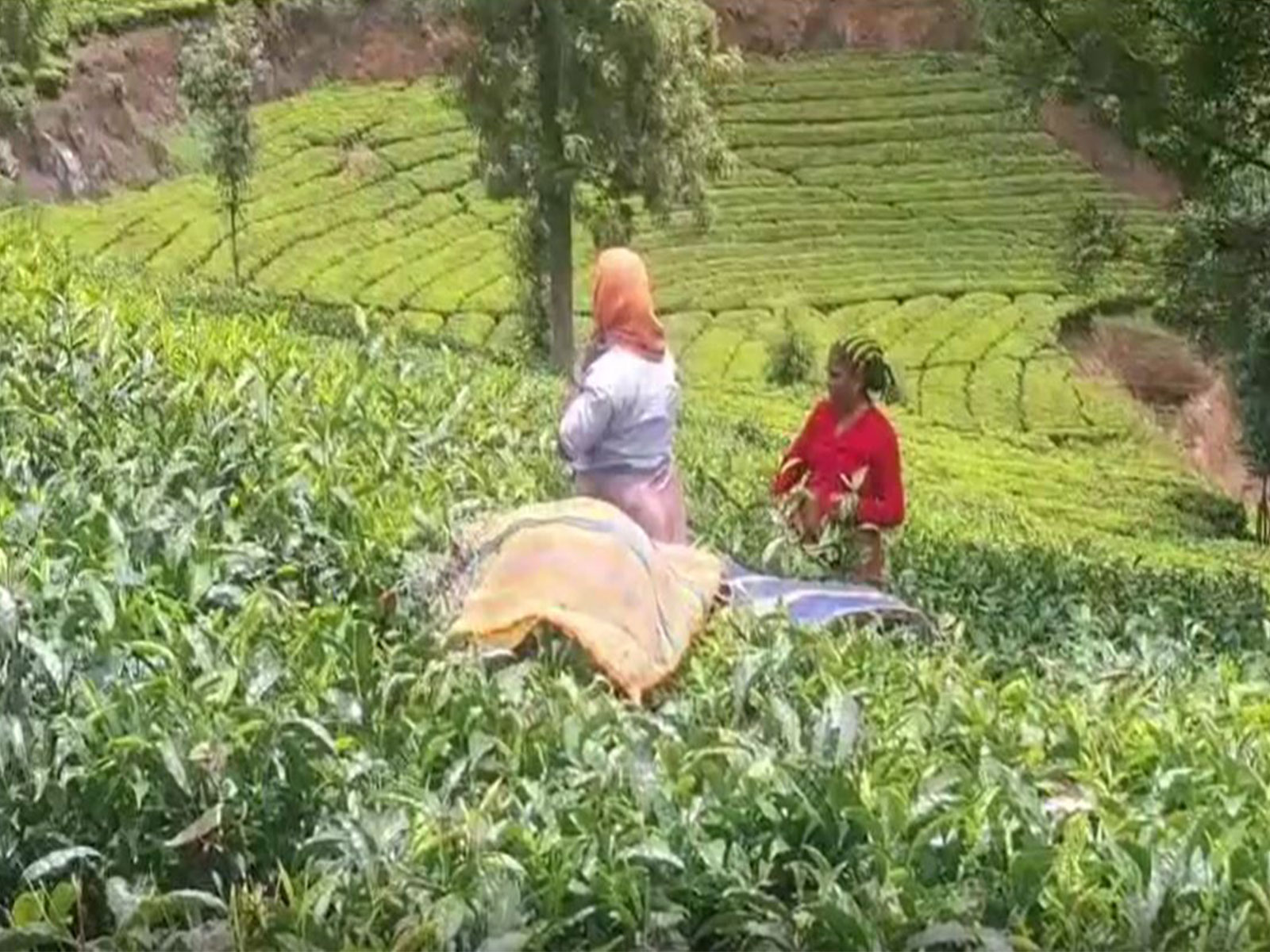 Tea leaves at a plantation amid severe drought conditions (Photo/ANI)
