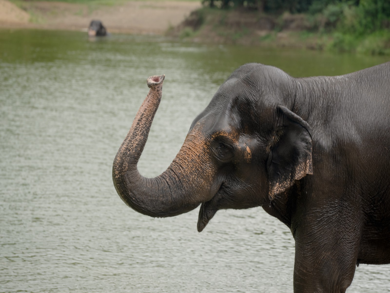 Madhuri elephant (Photo/Vantara)