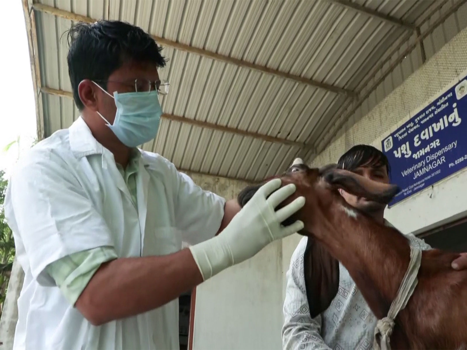 Jamnagar farmer turns to goat rearing with government support (Photo/ANI)