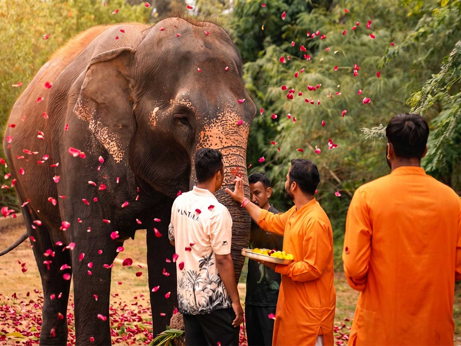 Vantara welcomes HPC order allowing elephant Madhuri (Photo/ Vantara) Vantara welcomes HPC order allowing elephant Madhuri (Photo/ Vantara)