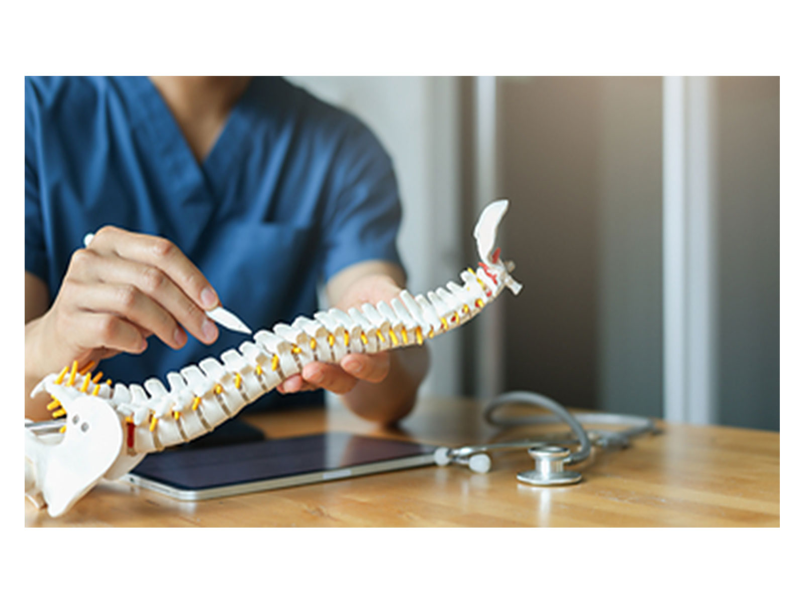Anatomical Model of the Spine Anatomical Model of the Spine