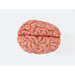 Brain activity can predict risky decisions before they happen: Study