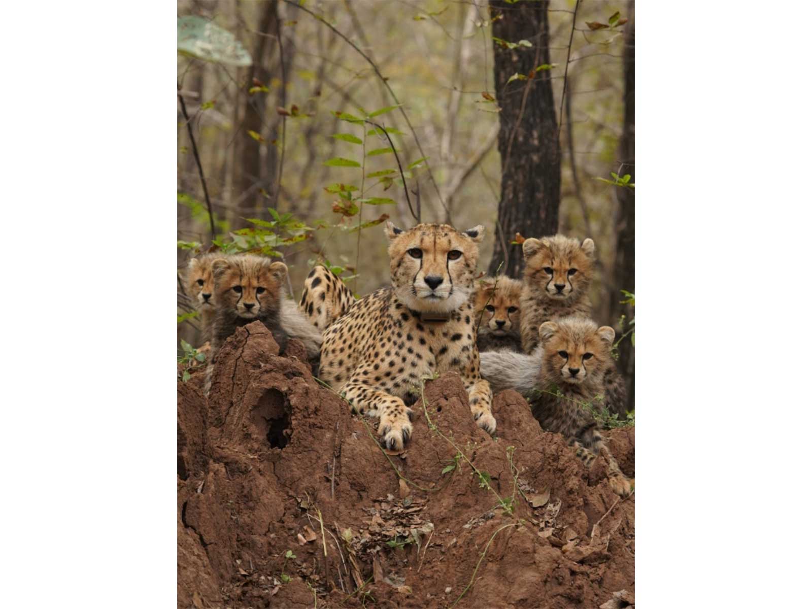 Cheetah (Photo/Kuno national park) Cheetah (Photo/Kuno national park)