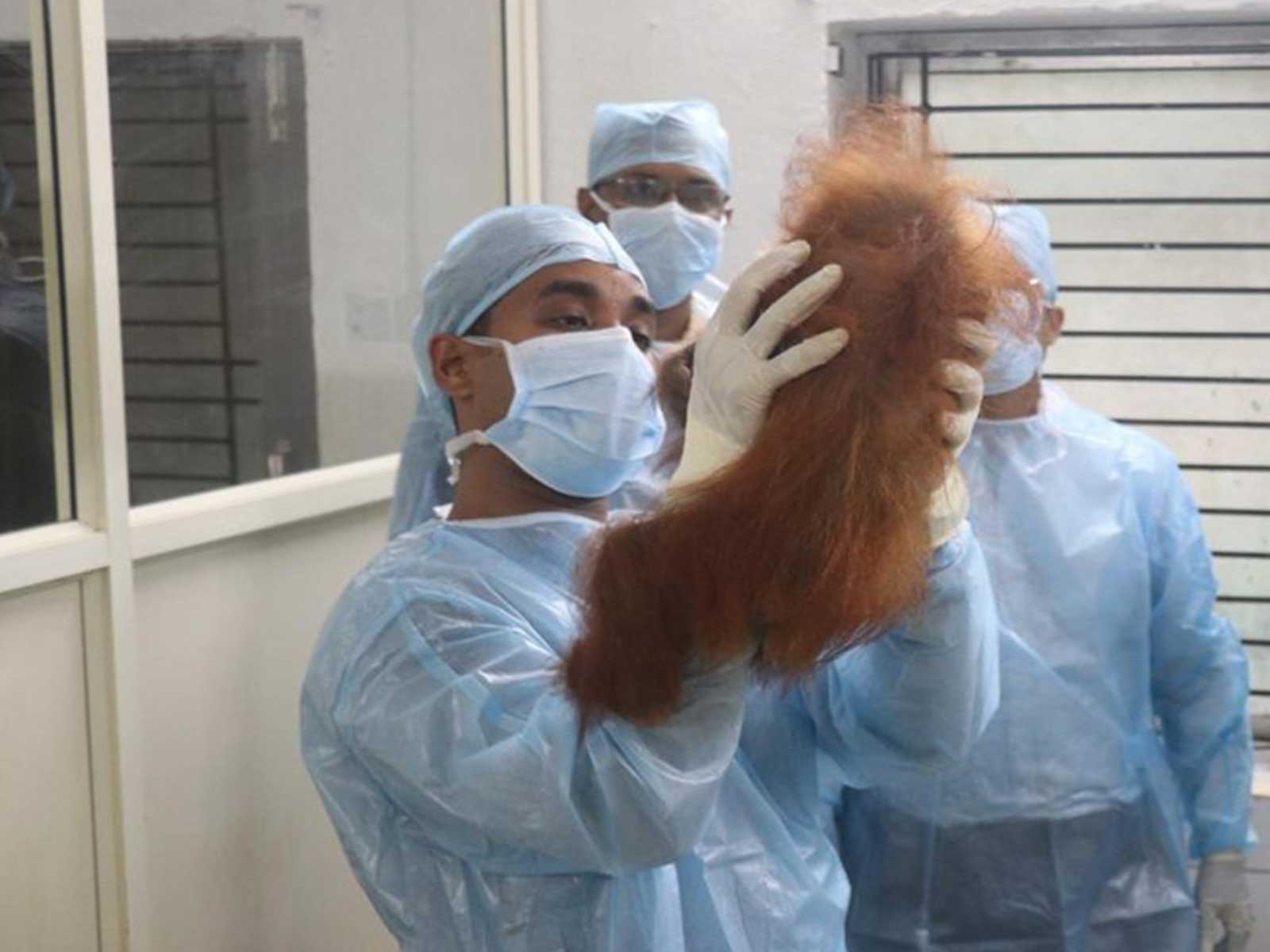 Doctors conduct health checkup of baby orangutan (Photo/Nandanakanan zoo official) Doctors conduct health checkup of baby orangutan (Photo/Nandanakanan zoo official)