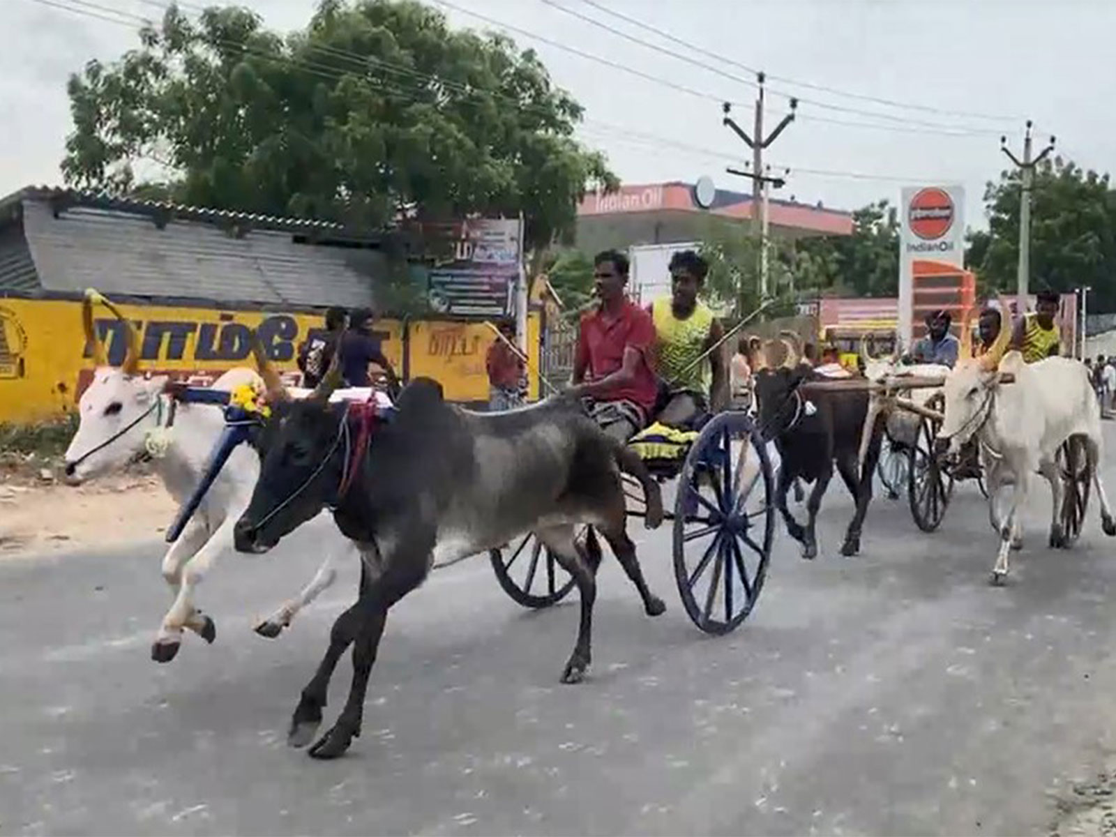 Bullock cart race was held in Thoothukudi as part of 36th annual Vinayagar Chaturthi celebrations (Photo/ANI) Bullock cart race was held in Thoothukudi as part of 36th annual Vinayagar Chaturthi celebrations (Photo/ANI)