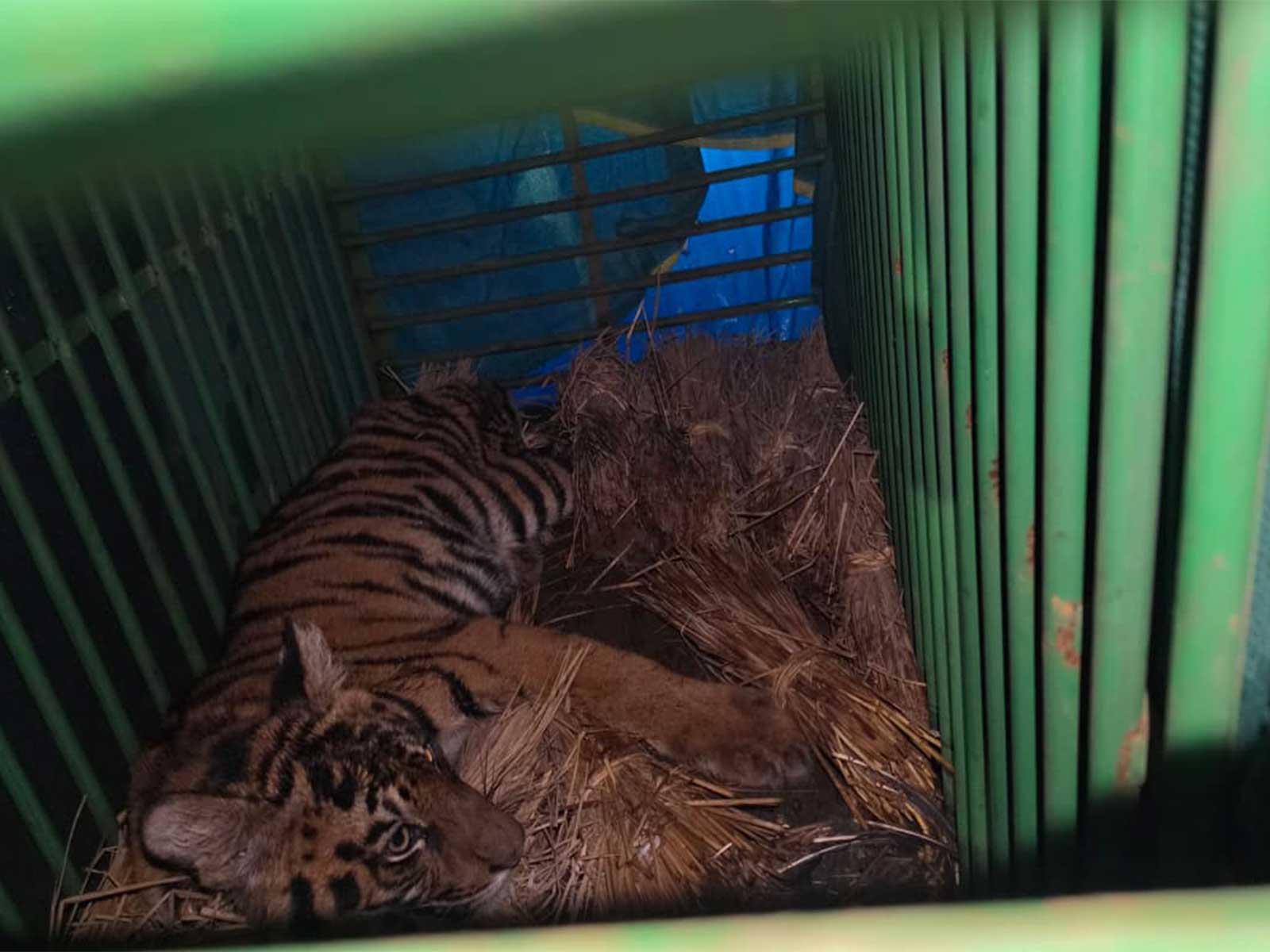 The rescued tiger cub (Photo/ANI) The rescued tiger cub (Photo/ANI)