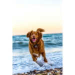 Dogs’ brains can segment speech into words, study finds