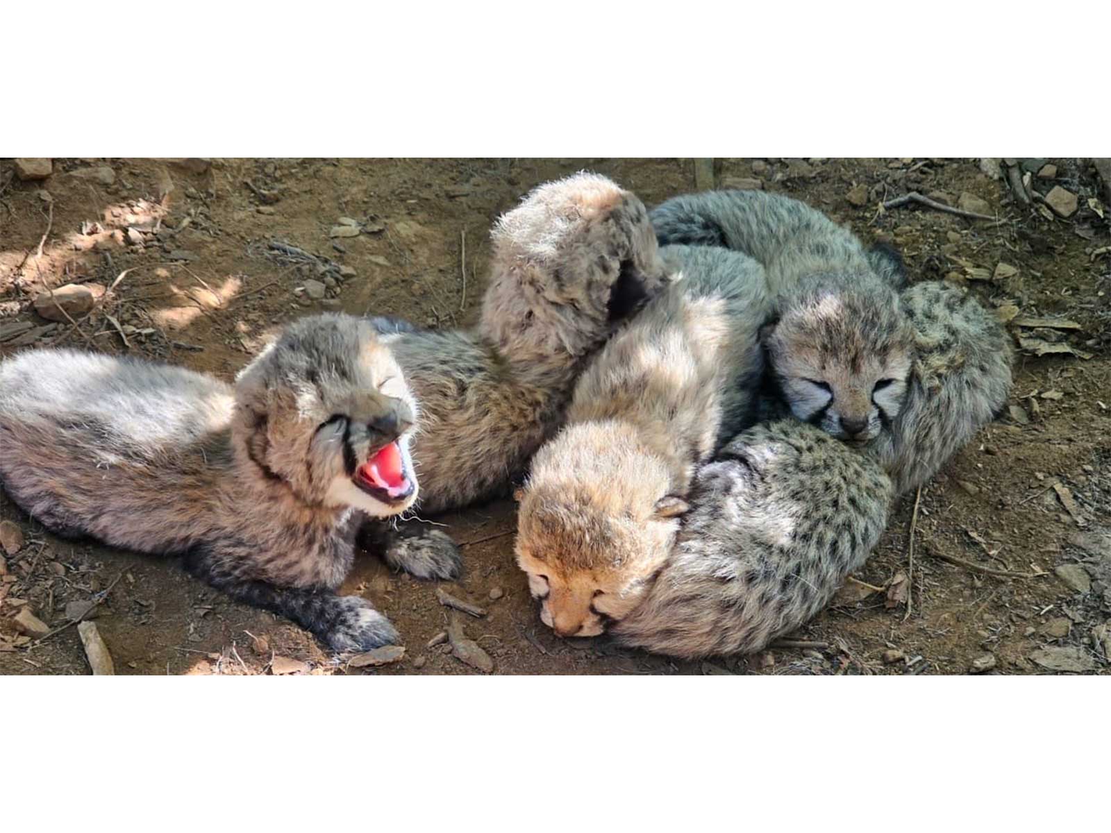 Cheetah cubs (Photo / X @byadavbjp) Cheetah cubs (Photo / X @byadavbjp)