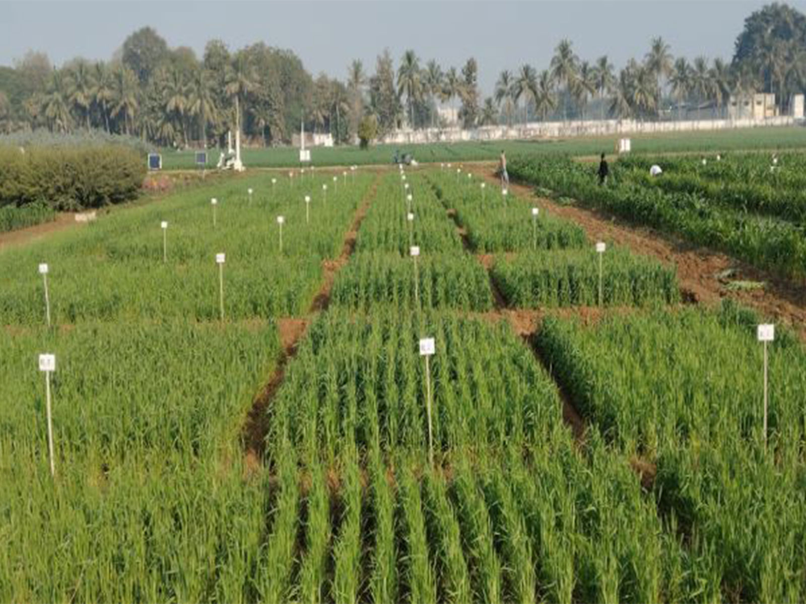 Gujarat State Biotechnology Mission, AAU to sign MoU (Photo/Gujarat govt) Gujarat State Biotechnology Mission, AAU to sign MoU (Photo/Gujarat govt)
