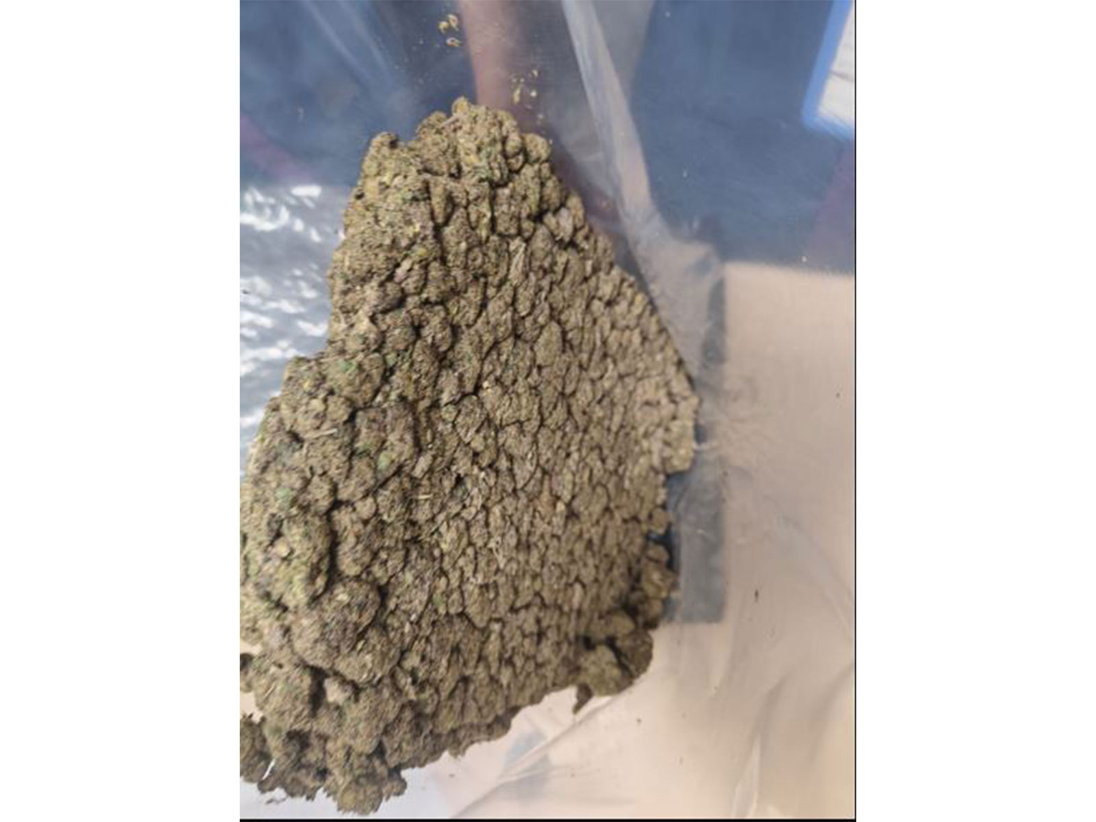 Suspected marijuana worth Rs 4.5 crore seized at IGI Airport (Photo/Delhi Customs (Airport & General)) Suspected marijuana worth Rs 4.5 crore seized at IGI Airport (Photo/Delhi Customs (Airport & General))