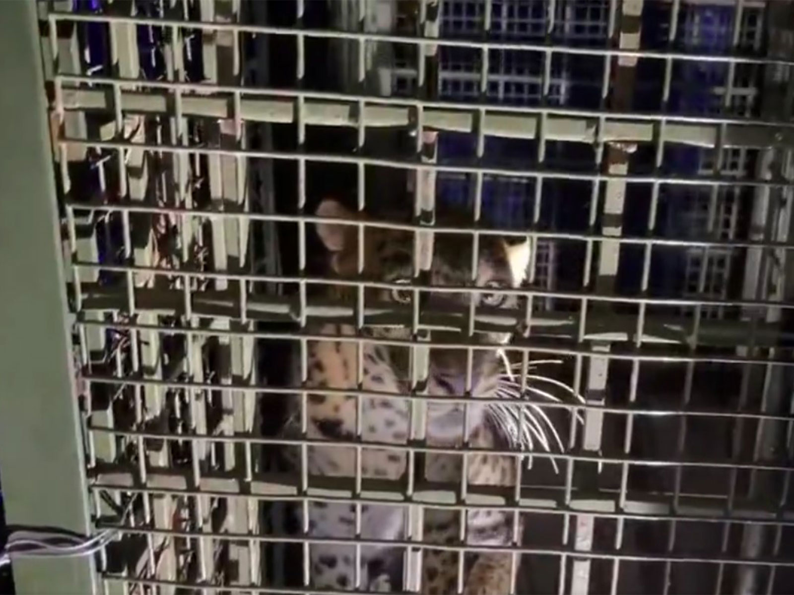 Leopard trapped in Forest Department's cage (Photo/ANI) Leopard trapped in Forest Department's cage (Photo/ANI)