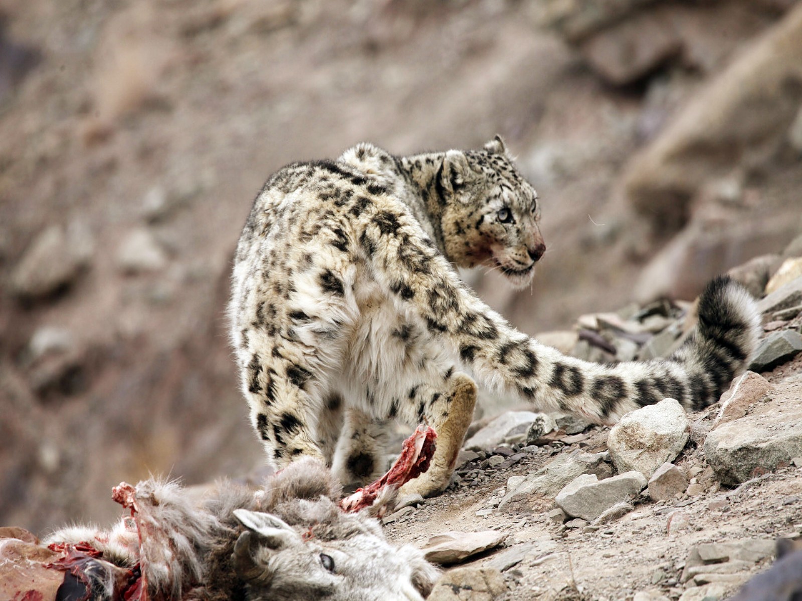 SNow Leopard (File Photo/ANI) SNow Leopard (File Photo/ANI)
